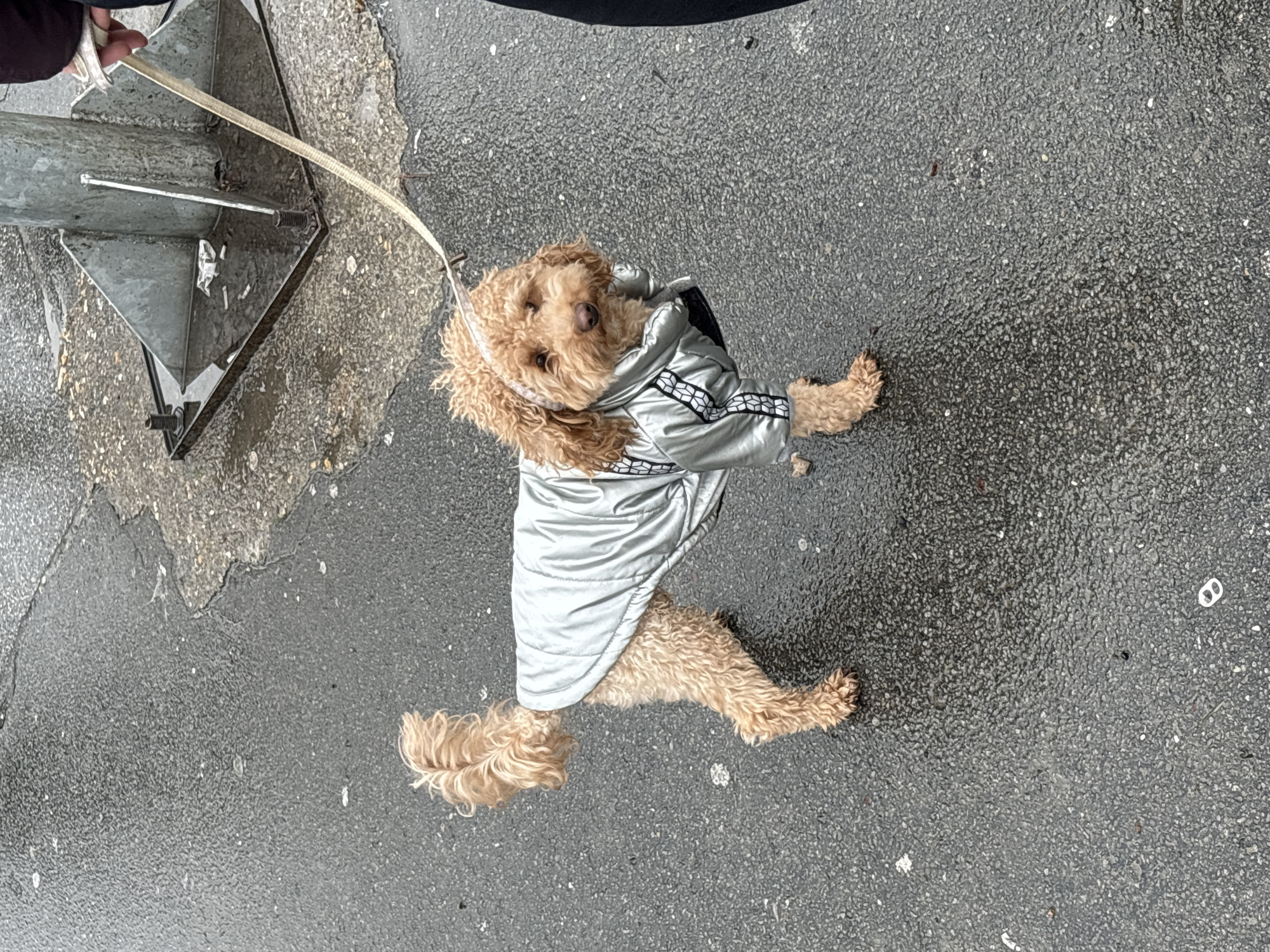A tan poodle dog with curly fur is on a leash. The dog is wearing a silver jacket with black and white geometric trim on the sleeves. The dog is standing on a textured grey surface that appears to be pavement. A grey metal post is visible to the left of the dog, and a gloved hand holding the leash. The surface appears to be wet. The scene appears to be taken in an urban environment. There is no information in the image to identify the location as Belgrade, Serbia.