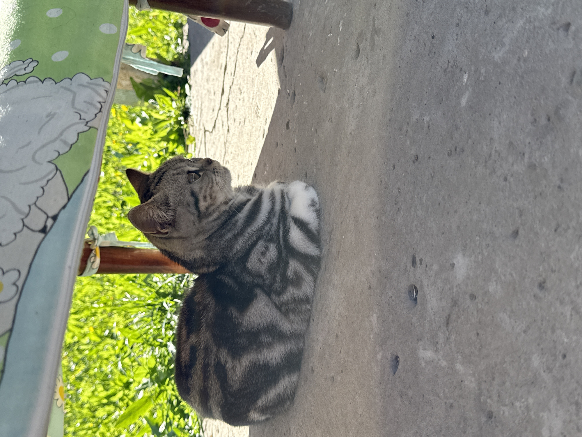 A tabby cat is resting on a concrete surface under a structure that is covered by a light blue and green patterned fabric. The fabric has white cloud-like designs and green polka dots. The cat is facing to the right and is curled up, with its paws tucked underneath its body. The cat has grey and black stripes and white paws. Behind the cat, out of focus, is bright green foliage illuminated by sunlight. There are wooden legs supporting the covered structure. The concrete surface appears weathered and cracked in places.