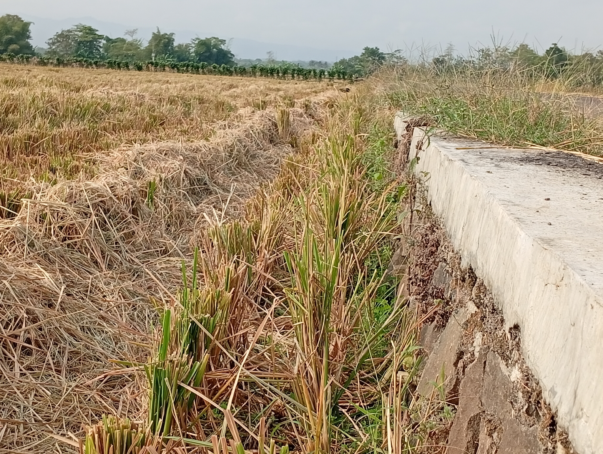 The image shows a field of dry rice stalks, with some green shoots emerging. A concrete structure runs along the right side of the frame, with grass and weeds growing on top and around it. In the distance, there are trees and hills. The sky is overcast. The scene appears to be a rural agricultural area.