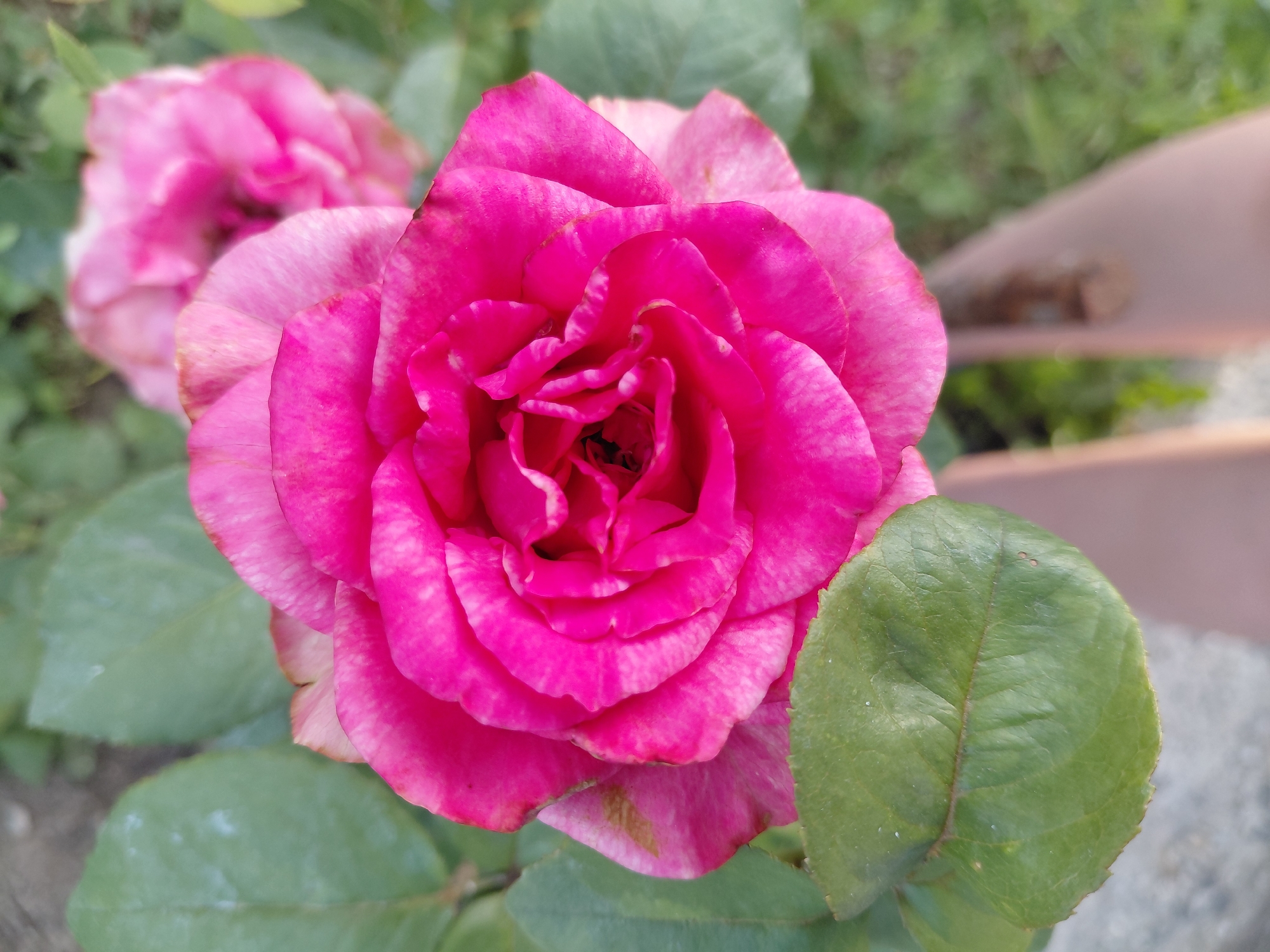 A close-up, top-down, eye-level shot features a vibrant fuchsia-pink rose in the foreground, its petals unfurling to reveal a dark center. To the right, a second, slightly out-of-focus pink rose is visible. The rose is surrounded by lush green leaves, some of which are also in sharp focus, while others are blurred. In the background, a light-brown, blurry surface, possibly the ground or pavement, is visible, along with indistinct green foliage. The image appears to have been taken outdoors, possibly in a garden or park. There is no discernible context suggesting the location in Novosibirsk, Russia.
