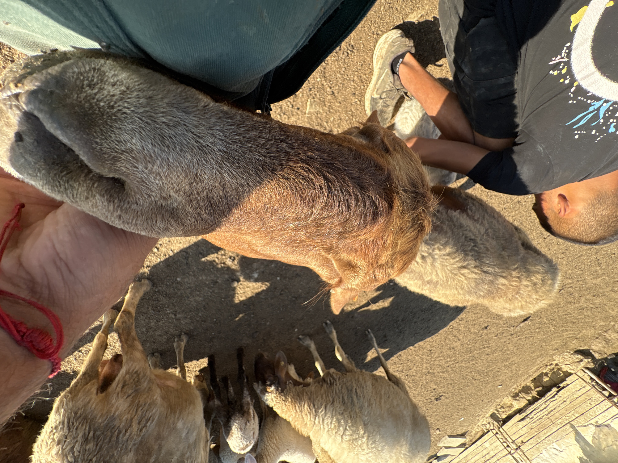 The image shows a close-up, overhead view of several sheep and two individuals on a sunny, sandy ground, likely in Tankovo, Bulgaria. One person is partially visible from the chest up, wearing a dark t-shirt with a graphic design. Their legs are bent, and they are looking downwards. Another person's hand, adorned with a red string bracelet, is visible holding onto the wool of a sheep. The sheep are of varying sizes and colors, with most appearing light brown or white. One sheep's head and neck are prominent in the center, with its fur showing distinct wavy patterns. Another sheep is lying on the ground with its legs extended. The ground is composed of sand and dirt, with shadows indicating bright sunlight. In the lower left corner, a section of a wooden structure with metal railings is visible.