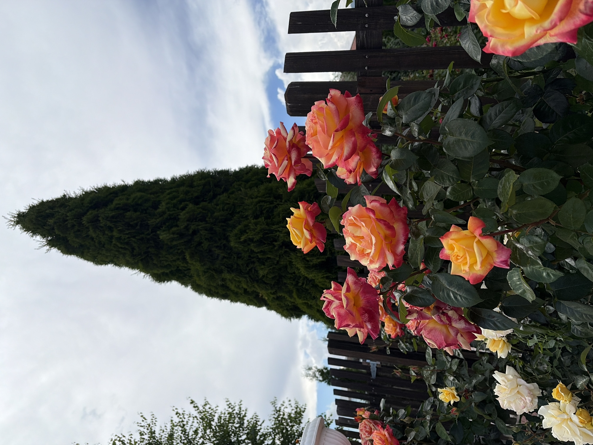 The image is a vertically oriented photograph of a rose bush in full bloom, set against a backdrop of a dark wooden fence and a tall, dark green evergreen tree. The roses are a vibrant mix of yellow, peach, and pink, with some petals showing a delicate gradient of color. Several roses are in sharp focus in the foreground, while others are softer and more distant.
The sky is cloudy, with patches of blue visible, suggesting it might be a partly sunny day. The light appears to be natural daylight, casting a gentle illumination on the scene. The overall mood is serene and natural, with a focus on the beauty of the flowers. There is no visible text in the image. The location is unknown.