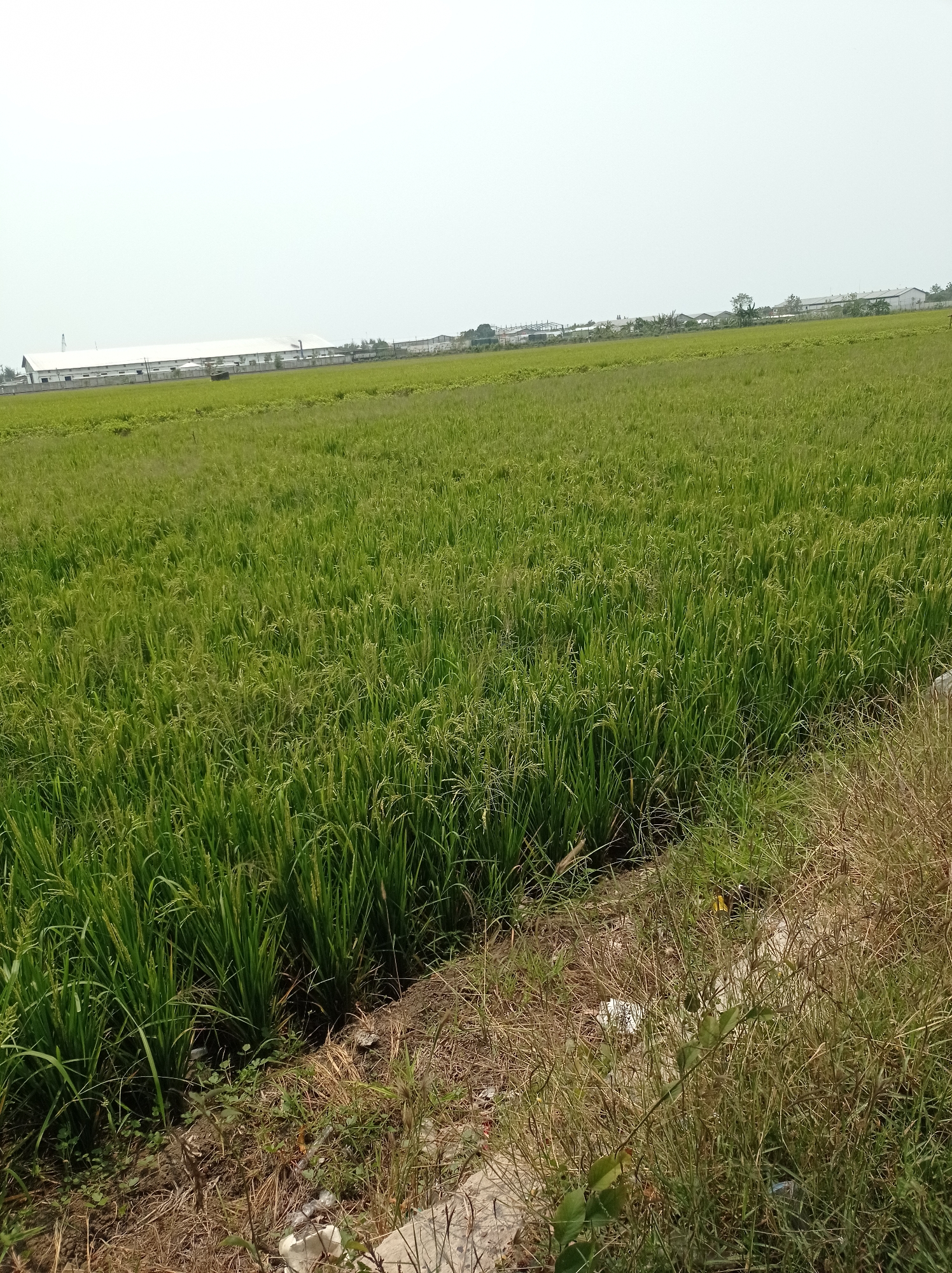 The image depicts a vast expanse of a lush green rice paddy field under a bright, overcast sky. In the far distance, a long, white industrial building with a grey roof is visible, suggesting a proximity to an industrial area. The field is densely planted with mature rice stalks, some of which are beginning to show signs of ripening with hints of yellowing. The foreground is bordered by dry, brown grass and soil, with some scattered white debris, possibly plastic waste. The overall impression is a rural landscape adjacent to industrial development. The location is identified as Maribaya, Indonesia, a region known for its agricultural areas and proximity to urban and industrial zones. There are no people or animals visible in the image.