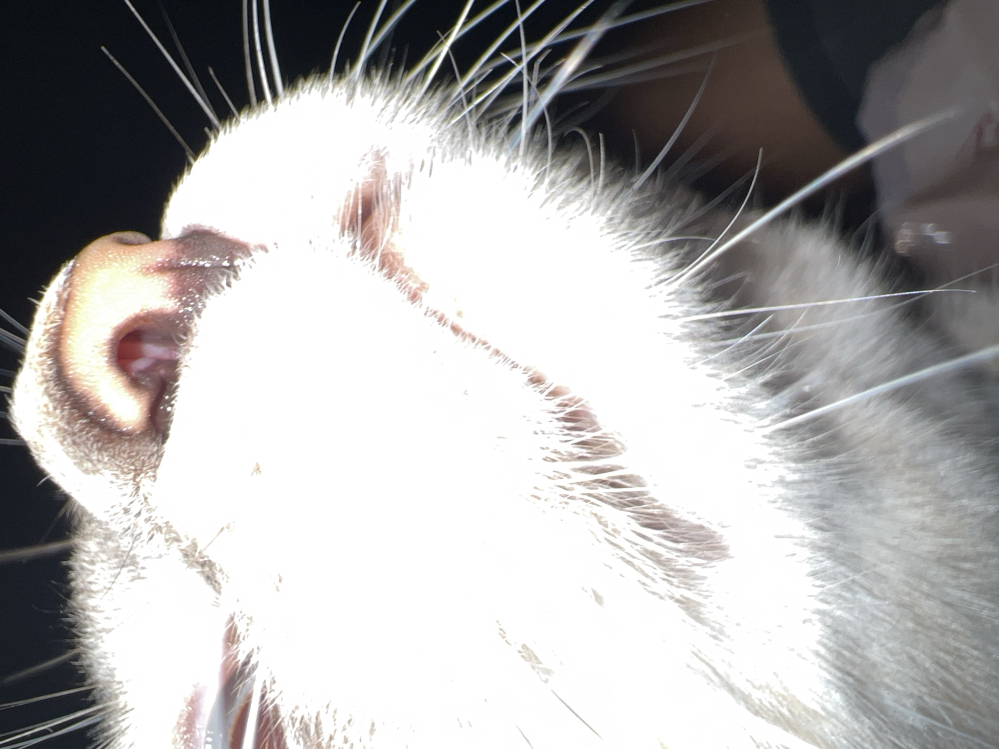 A close-up, low-angle, indoor shot captures the face of a white cat. The cat's nose and mouth are prominently in focus, illuminated by bright light from the top, creating a strong contrast against the dark background. The cat's whiskers, long and white, extend outward. The fur appears soft and fluffy. The background is dark, with some hints of a person's shoulder and clothing on the right side, suggesting the cat is being held or is close to a person. There are no visible city elements.