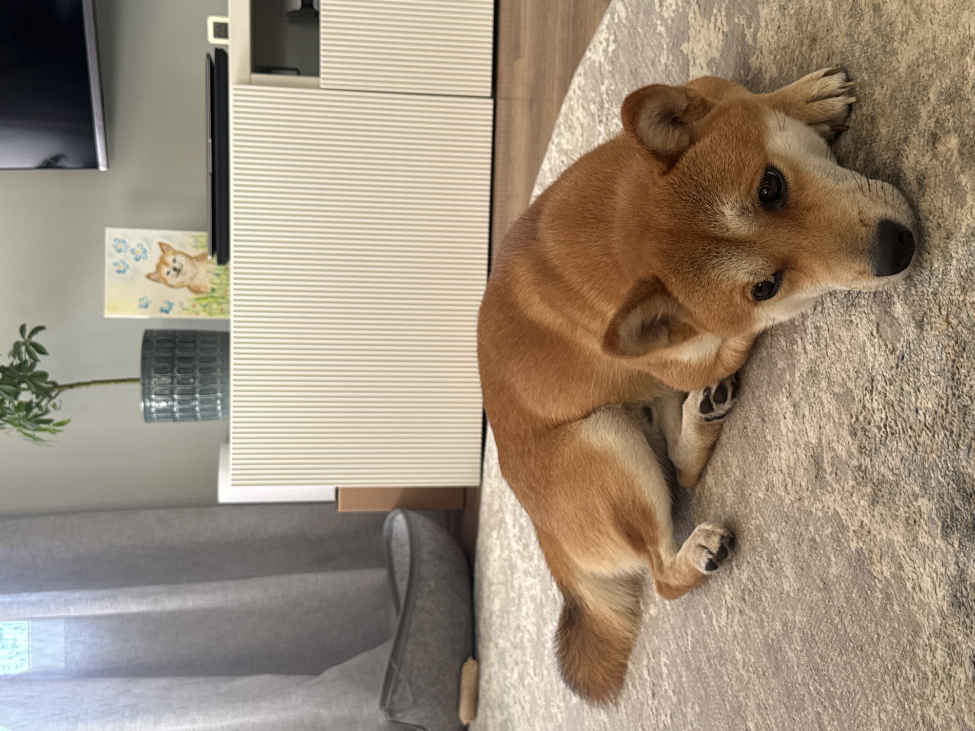 A Shiba Inu dog is lying on a light-colored rug in a room. The dog is facing the camera, with its head resting on its paws. The dog is a reddish-brown color with white markings on its face and chest. In the background, there is a white cabinet with vertical slats, a potted plant, a framed picture of a dog, and a television screen. There are also grey curtains and a grey dog bed visible. The scene appears to be a domestic indoor setting. There is no information about the city of Carnikava, Latvia.