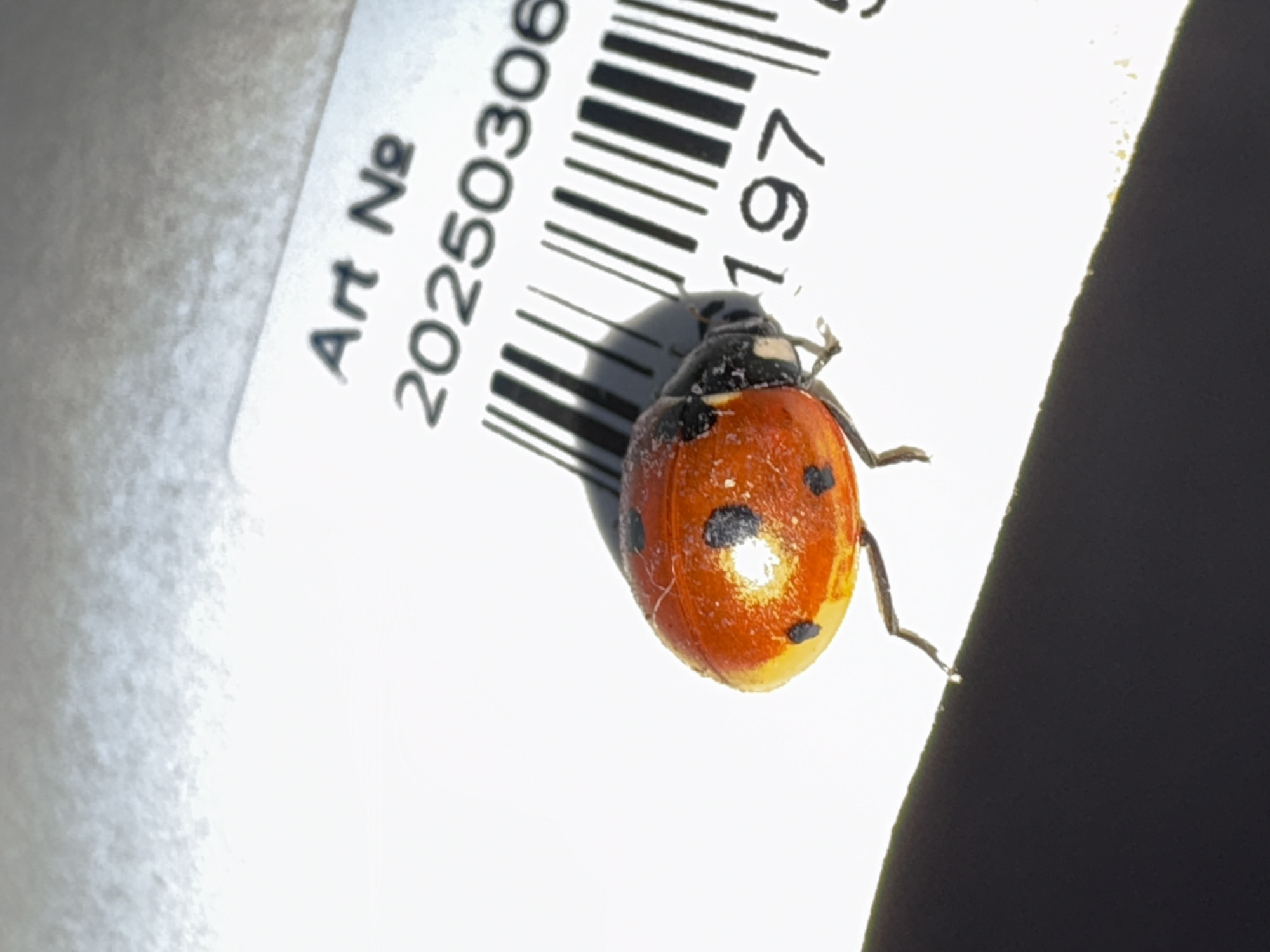 A close-up, top-down photograph captures a ladybug resting on a white label. The ladybug, the primary subject, is distinct with its vibrant orange-red shell adorned with multiple black spots. A prominent, bright highlight on its back indicates a strong light source, which also casts a subtle shadow from the ladybug onto the label. Fine, light-colored particles are visible on the ladybug's shell.
The white label features black printed text and a barcode. Clearly visible text reads "Art №" followed by the number "20250306". Below the barcode lines, the numbers "197" are partially visible. The label itself appears slightly textured.
The scene is brightly lit, creating sharp contrast between the white label and a dark, possibly shadowed or black, area that occupies the right side of the frame. To the left, a soft, lighter textured surface is visible. The image conveys a detailed, observational perspective of the insect on its labeled surface. The provided location context is Burgas, Bulgaria, though no visual cues confirm this within the image.