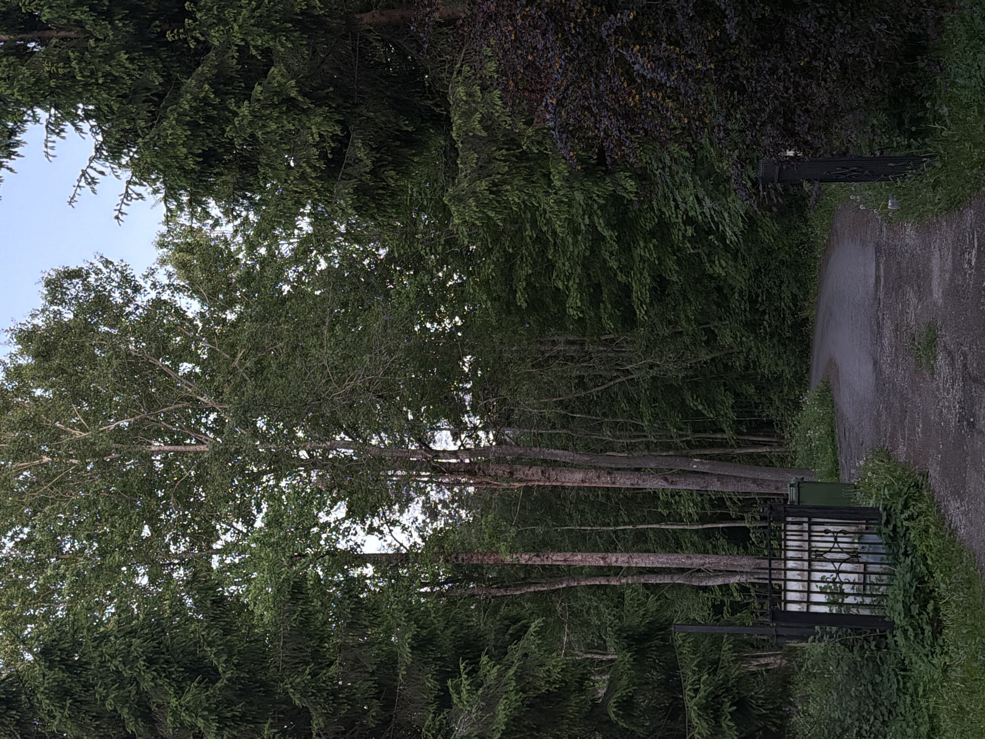 The image displays a wooded road entrance in Tallinn, Estonia, captured under low light conditions consistent with twilight. A narrow, unpaved or gravel road, approximately one vehicle width, curves from the foreground into a dense forest.
In the left foreground, a section of black wrought-iron fencing with decorative scrollwork is visible. Behind this fencing stands a light-colored, possibly painted, vertical structure. An olive-green waste bin is positioned to the right of this structure, partially obscured by the fence. A dark, slender vertical pole rises to the left of the fence. The ground in this area is covered with green grasses and herbaceous plants.
To the right of the road, a matching black wrought-iron gate or fence post is partially visible, obscured by a bush characterized by dark purple or burgundy foliage. The ground on this side also features green vegetation, including scattered dandelions.
The immediate and distant background is dominated by a dense canopy of trees. Tall deciduous trees, exhibiting pale bark and green leaves consistent with birch, are prominent in the central and left-center areas, with patches of a light blue sky visible through their canopies. Dark green coniferous trees, appearing as spruce or fir, are dense on both the far left and far right sides of the frame. The forest floor and understory are filled with additional smaller trees, shrubs, and dense green undergrowth. No individuals or animals are present in the scene.