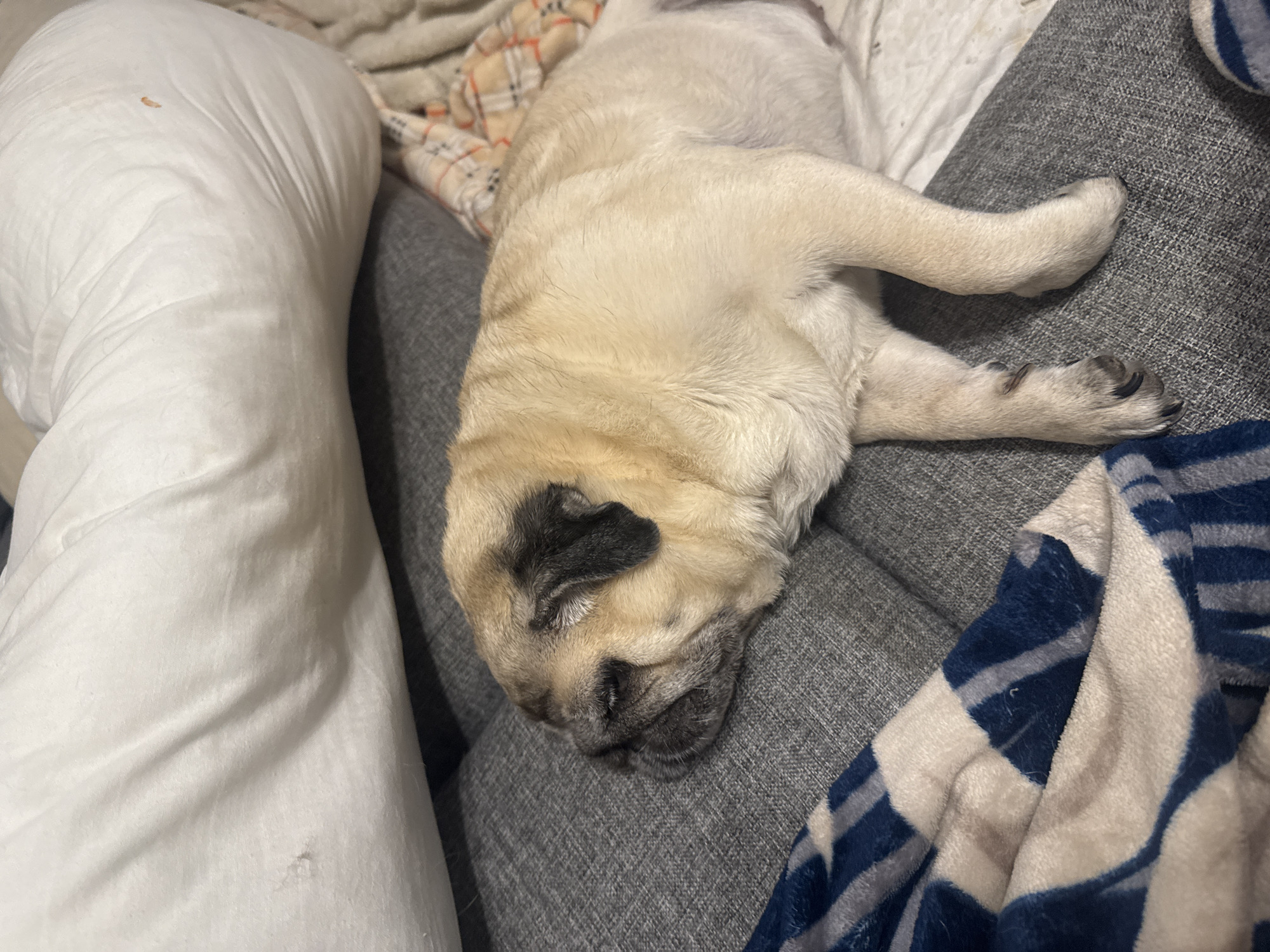 A light-colored pug is sleeping on a grey couch. The dog is lying on its side with its head resting on the couch cushion. The dog's eyes are closed and its breathing appears calm. A blue and white striped blanket is draped over the dog's hindquarters. In the background, a white pillow is visible. The image appears to be taken indoors, likely in a residential setting, but no specific location in Bishkek City, Kyrgyzstan can be determined from the visual information provided.
