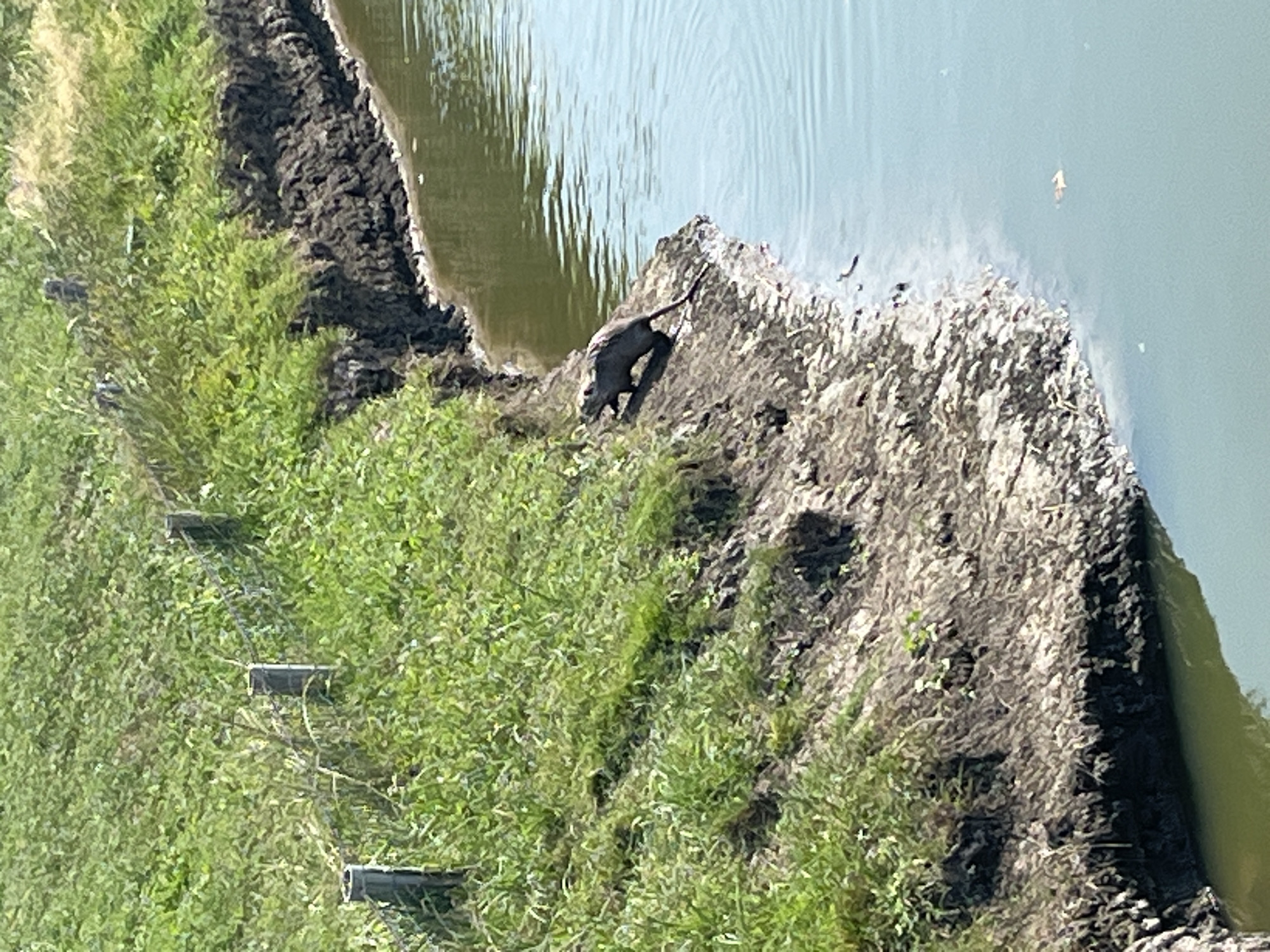 The image depicts a body of water next to a grassy embankment. A small, dark-colored rodent-like animal is positioned on the edge of the embankment, facing the water. The embankment is covered in green vegetation and appears to be eroding near the water's edge, with exposed soil and debris. The water is a light blue-green color and appears calm with slight ripples. In the background, a wire fence with wooden posts runs along the top of the embankment. There are no people visible in the image. The scene suggests a natural environment, likely a pond or slow-moving stream. The location in the city of Shcherbani, Ukraine is not visually indicated in the provided image.