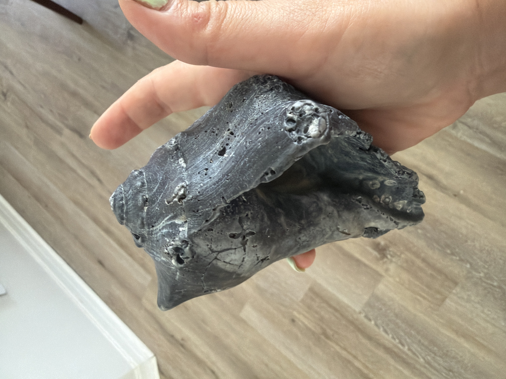 A person's hand holds a dark gray, rough conch shell indoors. The shell has many pits and crevices, and appears to be resting in the palm of the hand with fingers wrapped around it. The background consists of a light-colored wood floor and a white baseboard.