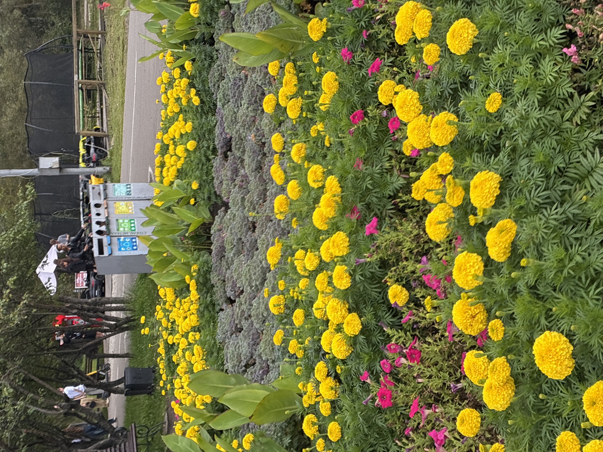 The image depicts a park scene with a prominent flower bed in the foreground, filled with bright yellow marigolds and smaller pink petunias. Behind the flowers, a row of grey-green leafy plants is visible, followed by a pathway and trees. In the middle ground, there are several people, a white tent, a black car, and a recycling bin with colorful labels. To the right, a black net enclosure, possibly a trampoline or sports area, is visible with a wooden fence in front of it. A paved road runs between the flower bed and the enclosure. The scene appears to be an outdoor recreational area in Irkutsk, Russia, likely a park or public garden, given the presence of recreational facilities and landscaping.
