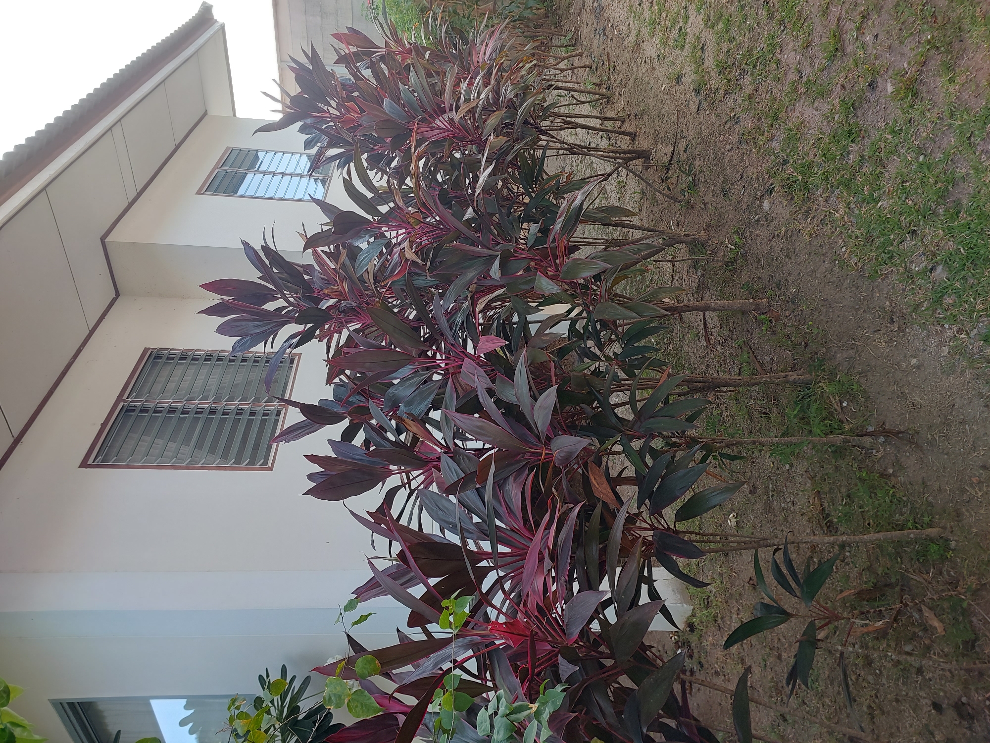 In Baan Mae Nam, Thailand, a row of vibrant red and green Cordyline plants are situated in front of a white building. The building features a light-colored, sloped roof with a visible gutter, and two windows with horizontal louvers are present on the wall. The ground in front of the plants is composed of dirt and sparse patches of green grass. The lighting suggests it is daytime. There are no people visible in the image.