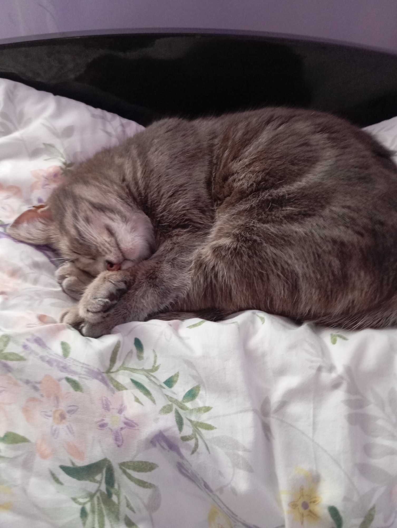 A gray tabby cat is curled up asleep on a floral patterned bed sheet. The cat is positioned in the center of the frame, its face tucked into its paws. A portion of a headboard is visible in the background. The location is not discernible in the image.