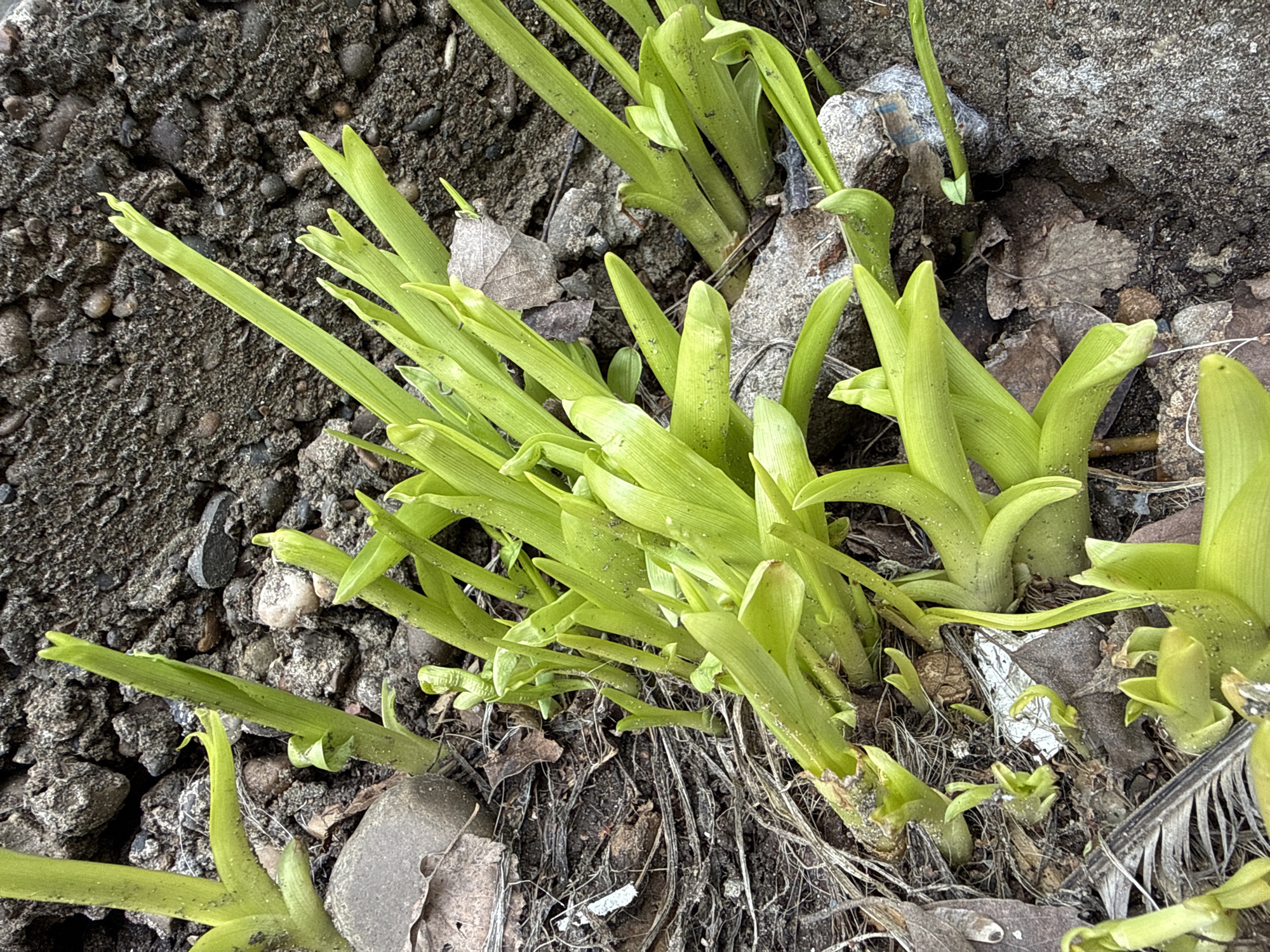 The image shows a patch of light green, linear leaves emerging from dark, loamy soil mixed with small stones and debris. Some leaves are upright and pointed, while others are more curved. A piece of concrete is visible on the right side of the image. There are no people, actions, or interactions depicted. The location is urban, as suggested by the concrete.