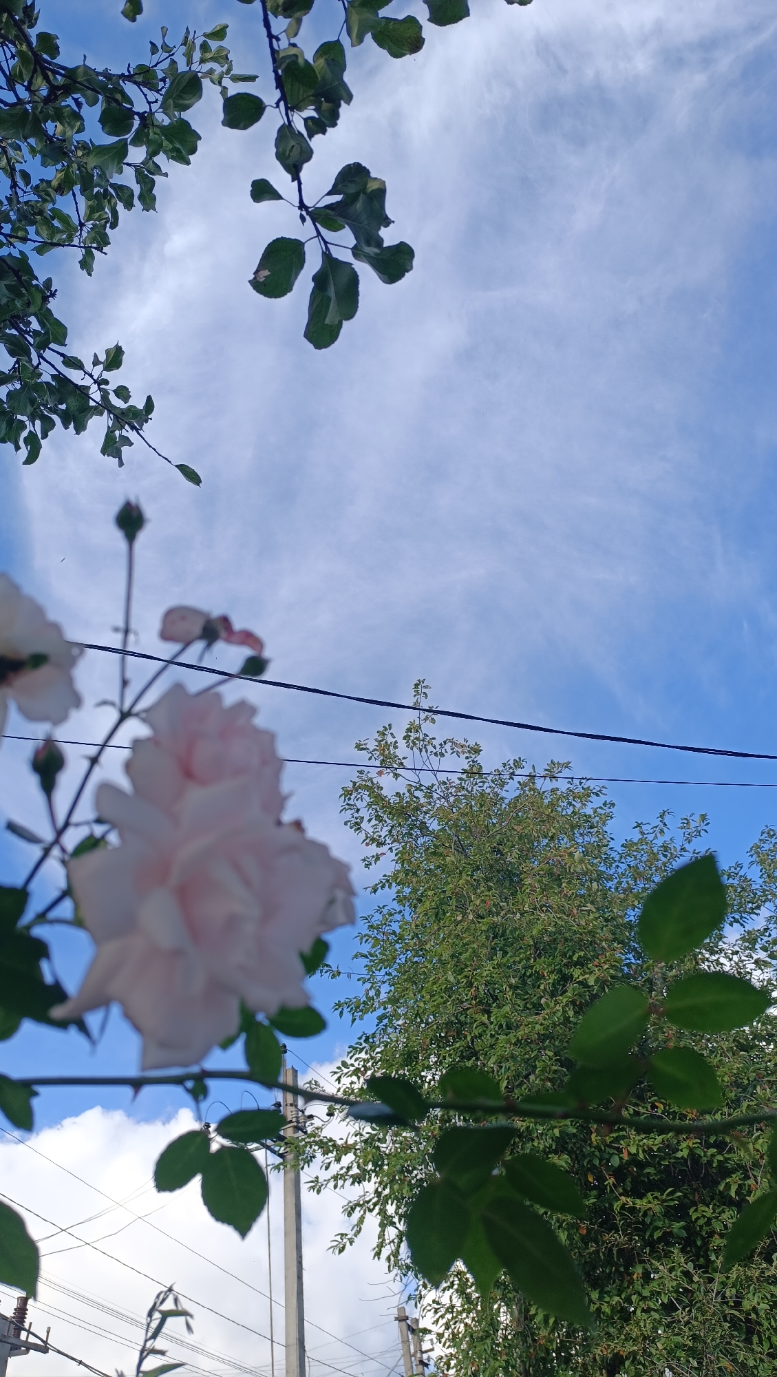 The image depicts a close-up view of a pale pink rose in soft focus, positioned in the lower left quadrant, against a backdrop of a bright blue sky with wispy white clouds. Green leaves and branches from the rose bush are visible in the foreground and upper left corner. In the mid-ground, a dense tree with green foliage is seen, along with electrical wires stretched horizontally across the frame. Two utility poles are visible, one in the mid-ground to the right and another in the lower mid-ground to the left. The lighting suggests it is daytime, with sunlight illuminating the scene. The image appears to be taken from a low angle, looking upwards towards the sky. There are no people or animals visible in the image. The scene is outdoors, likely in a garden or residential area, given the presence of the rose bush, tree, and utility infrastructure.