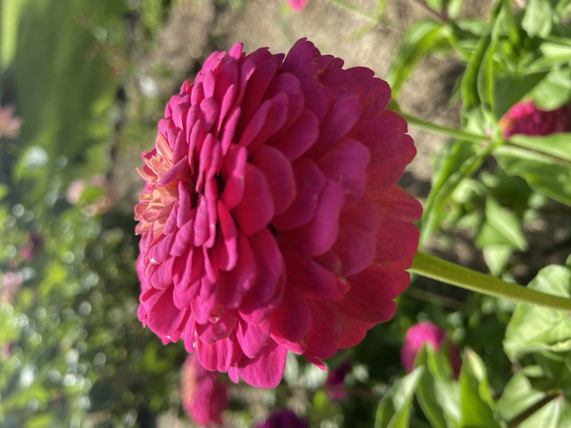 A close-up shot focuses on a vibrant pink zinnia flower in full bloom. The flower's petals are tightly packed and layered, creating a dense, circular bloom. The center of the flower exhibits lighter pink and peachy tones. The zinnia is positioned in the foreground, with a shallow depth of field blurring the background. In the background, out-of-focus green foliage and hints of other pink flowers suggest a garden setting. The environment appears to be outdoors, with natural light illuminating the scene. The location is identified as Зимородок Днп, Russia.
