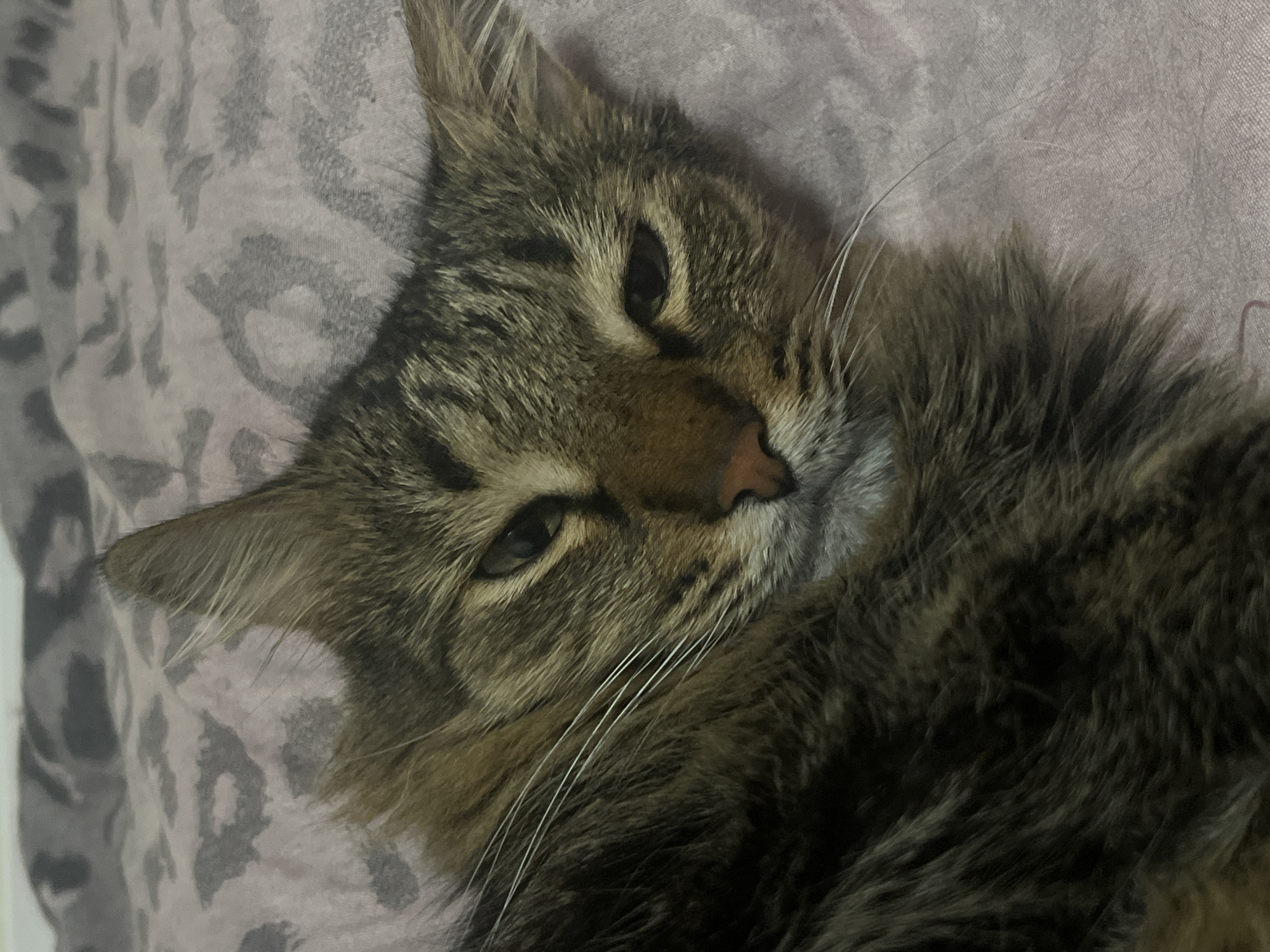 A close-up, slightly tilted shot shows a tabby cat with long, fluffy fur lying on a pink fabric with a subtle animal print pattern. The cat's head is turned towards the camera, with its eyes partially closed, giving it a relaxed and perhaps sleepy expression. Its fur is a mix of brown, black, and grey stripes. Long white whiskers fan out from its muzzle, and its pink nose is visible. The background fabric appears to be a blanket or bedding, with a faint, abstract pattern that resembles leopard spots. The lighting is dim, suggesting it might be evening or indoors in low light conditions. There is no visible text in the image. The scene is intimate and focuses entirely on the cat's peaceful repose. The overall impression is one of comfort and tranquility.