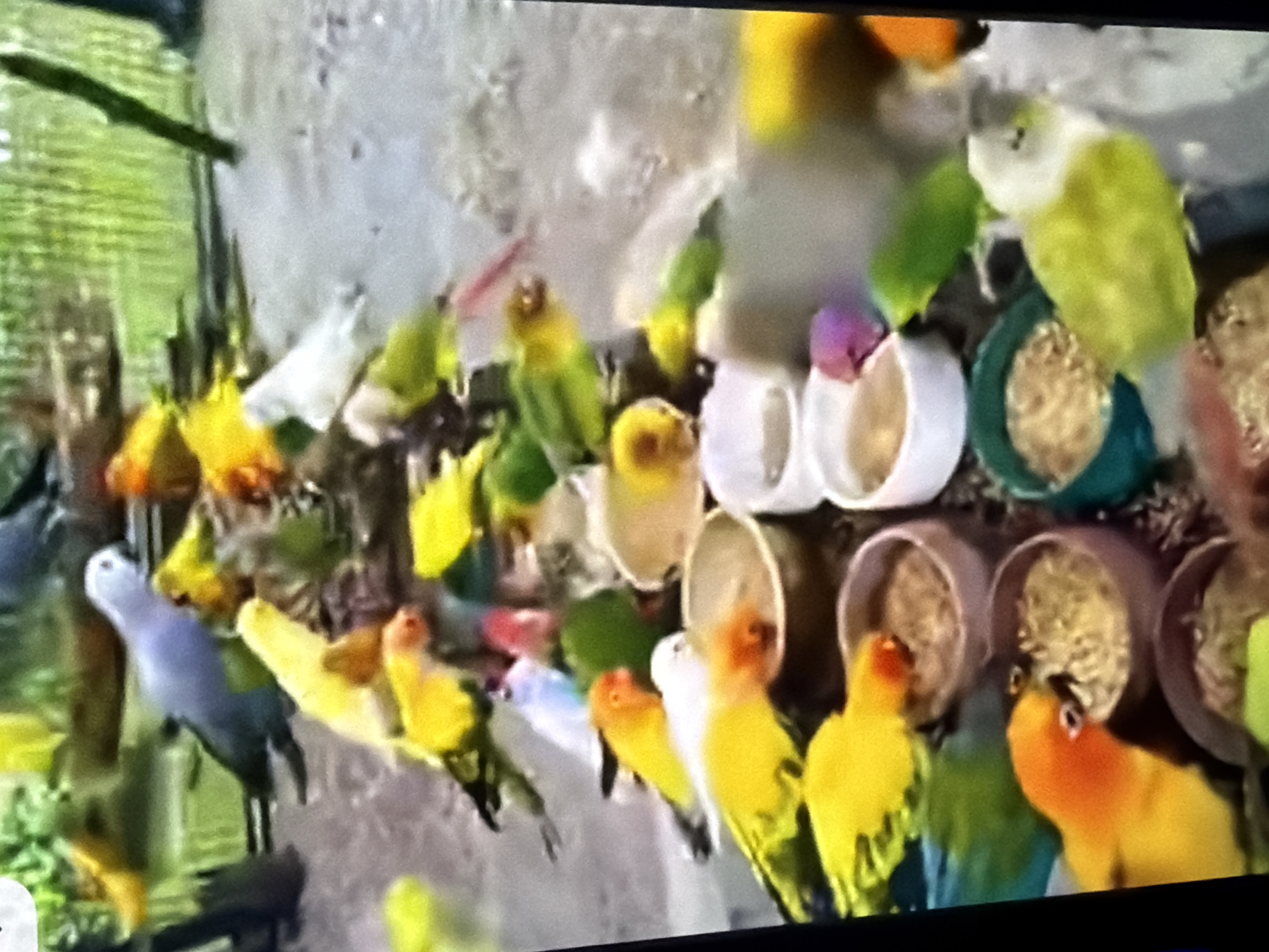 A group of small birds, predominantly yellow and green, are gathered around several feeding bowls filled with birdseed. The birds appear to be lovebirds or similar species, with a few also exhibiting blue or white plumage. They are positioned on a dirt or sand-covered ground, with a blurred green leafy background suggesting an outdoor or aviary setting. The lighting is somewhat diffuse, with some areas brighter than others. The image is slightly out of focus and has a grainy quality. No people are visible. The scene is an outdoor bird feeding area.