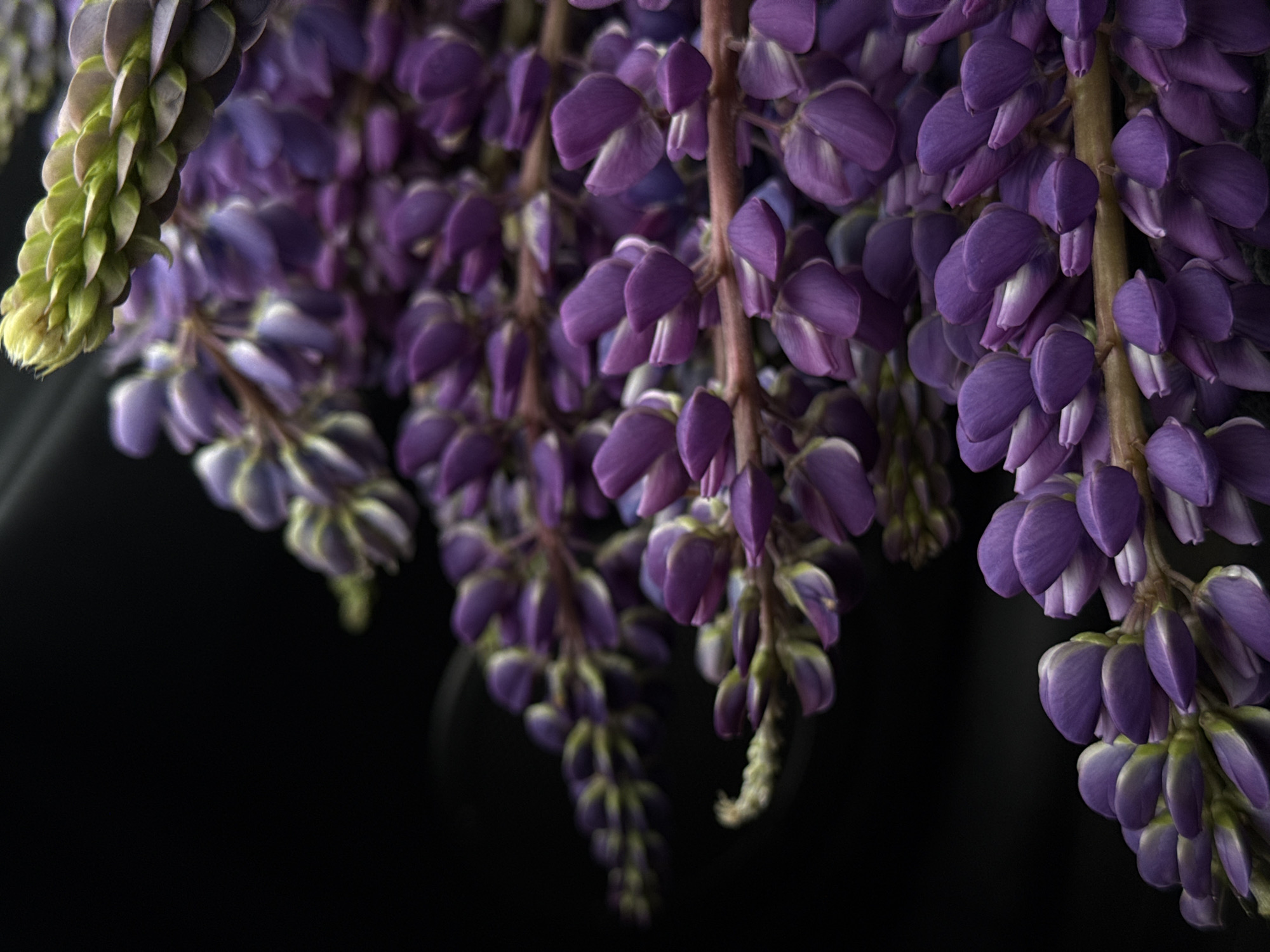 The image shows several strands of purple lupine flowers hanging down against a dark, almost black background. Some strands also have green buds at the ends. The flower stalks are brown. There are no people present. There is no location information about Chaikovsky, Russia.