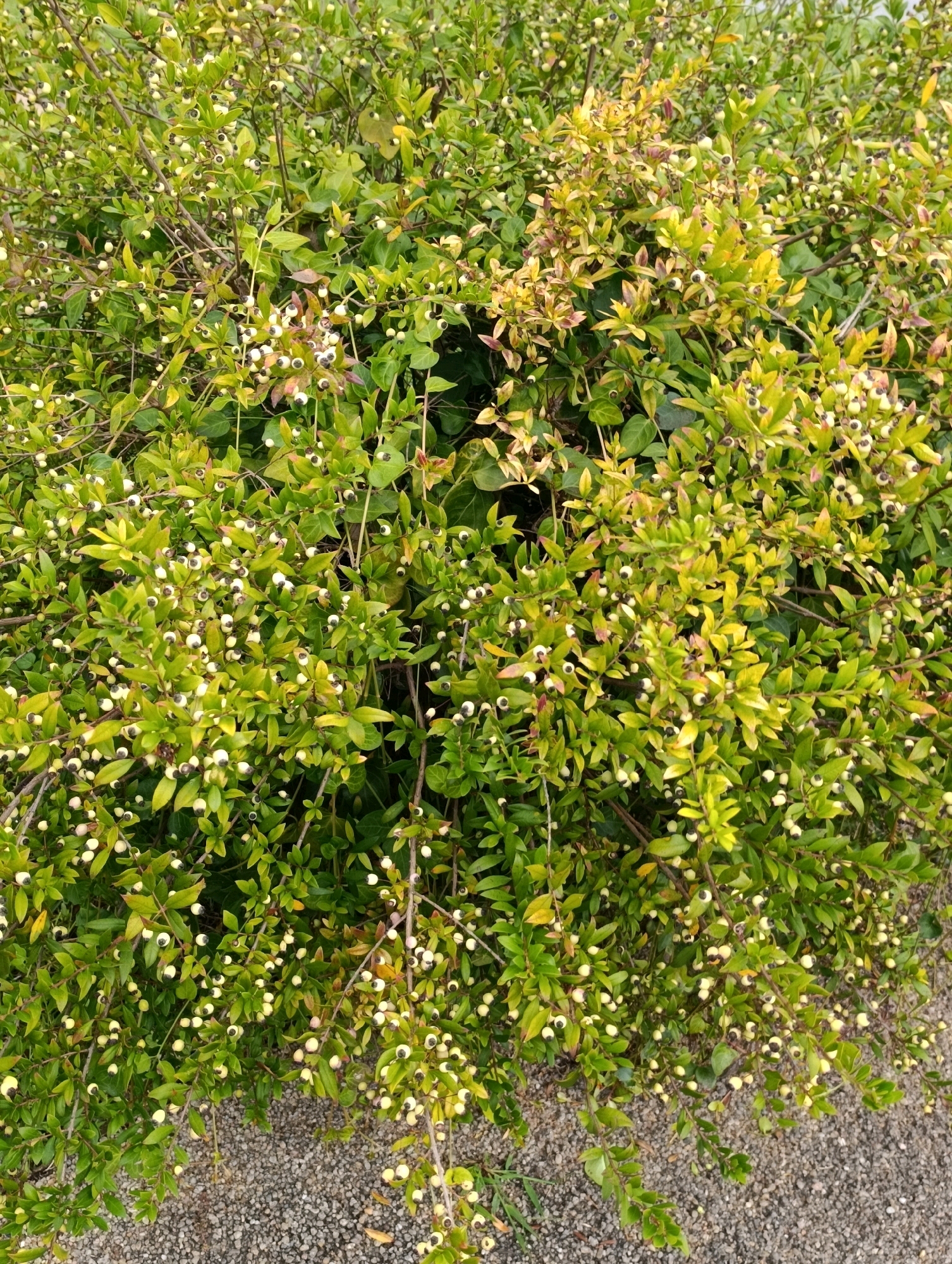 The image depicts a dense shrub with numerous small, white berries and dark green leaves. Some of the leaves have turned yellow, indicating possible seasonal changes or stress. The shrub is growing near a gravel path. The scene is photographed from a slightly elevated, direct perspective. There are no people or animals visible in the image. The overall impression is of a natural, outdoor setting in an urban environment, potentially a park or garden in Setúbal, Portugal.
