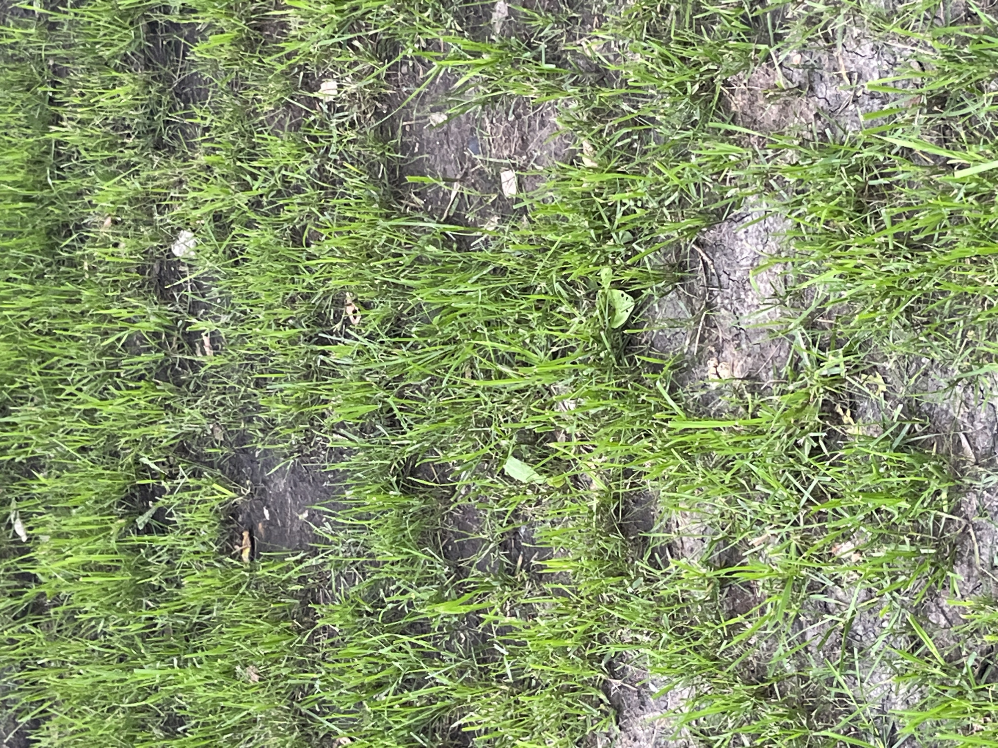 The image depicts a close-up, overhead view of green grass growing in patches, interspersed with exposed, dark, and dry soil. The soil shows cracked and uneven textures in some areas. There are no people, animals, or man-made objects visible in the frame. The environment appears to be an outdoor, unkempt grassy area. No specific details about Chelyabinsk, Russia are discernible from the image itself.