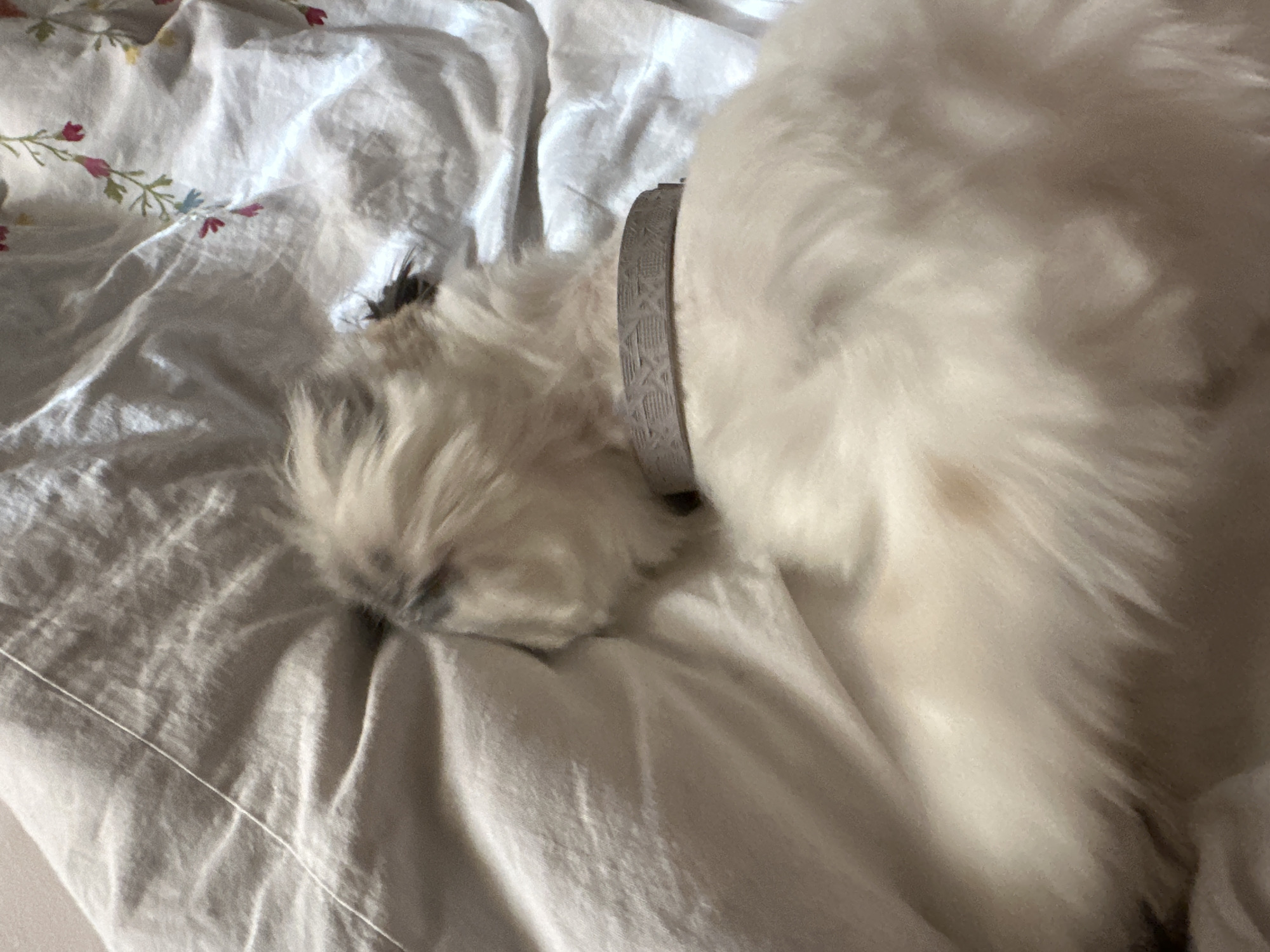 A white dog with long fur is lying on a floral-patterned bed. The dog is wearing a grey patterned collar. The dog's face is partially obscured by its fur. The location is unknown.