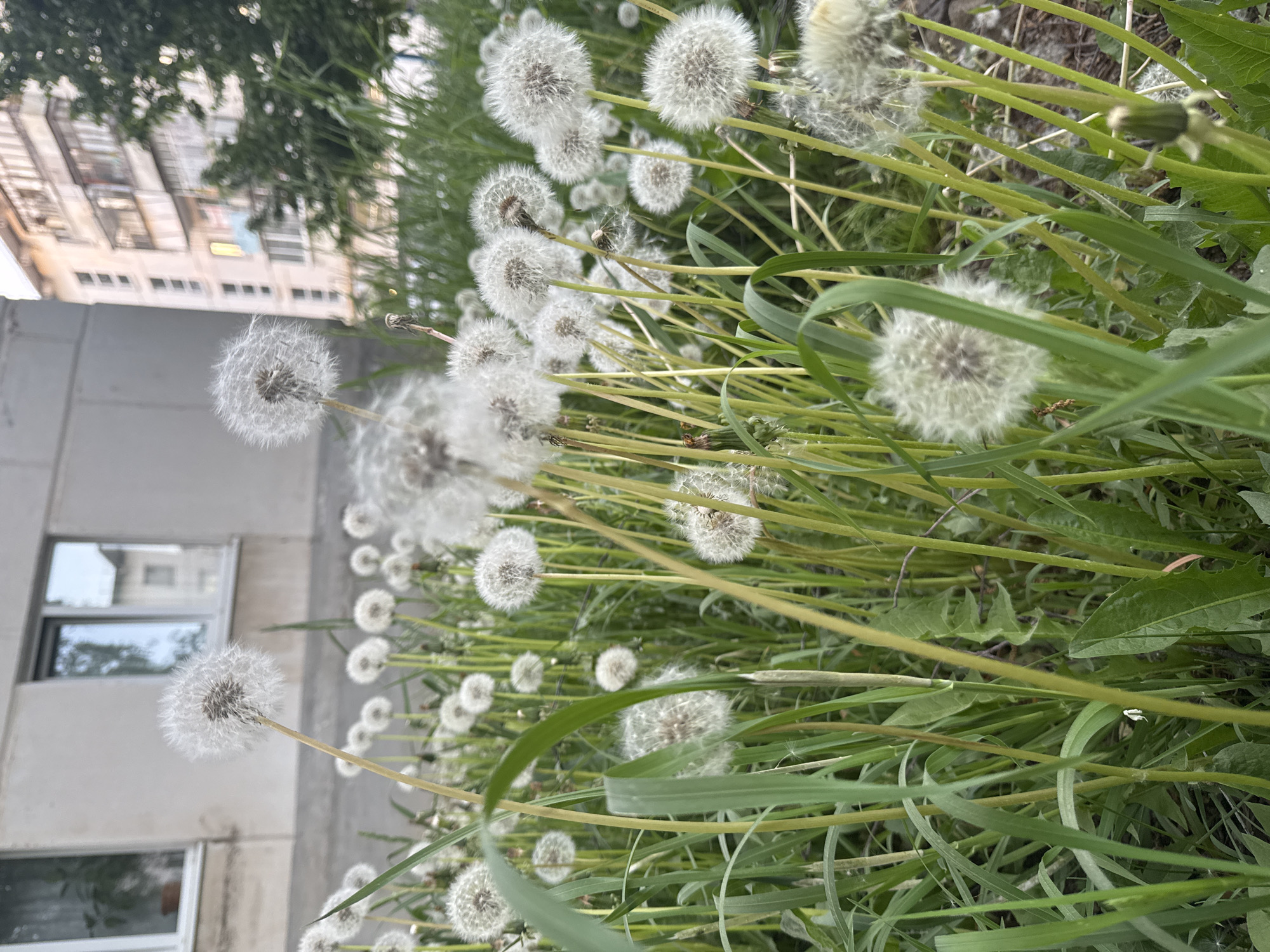 The image shows a close-up view of a patch of dandelions gone to seed next to a building in Chaikovsky, Russia. The dandelions are interspersed with green grass. The building is a multi-story structure with windows visible on the side closest to the dandelions. The image is slightly out of focus and rotated counterclockwise.