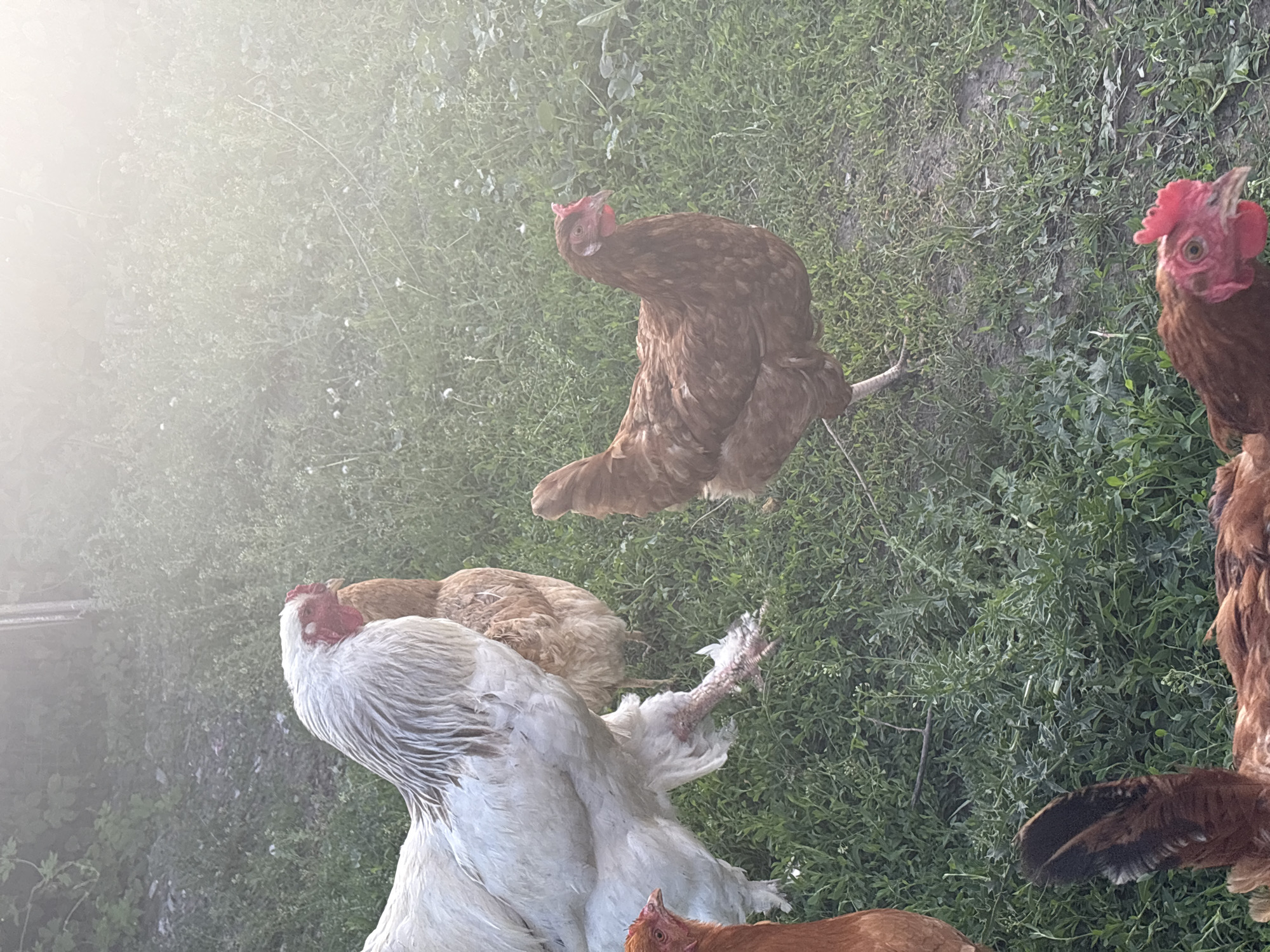 A flock of chickens is gathered in a grassy outdoor area. A large white rooster with a fluffy mane stands prominently on the left, with its legs and feet visible. Behind it, a brown hen is partially obscured. To the right of the rooster, another brown hen stands facing the viewer. In the foreground, parts of several other brown chickens are visible, including their heads and tails. The ground is covered in green grass and some patches of dirt. The background is blurred with foliage and a hazy, sunlit effect. The scene is set in Sovkhoza "Razdol'e", Russia.