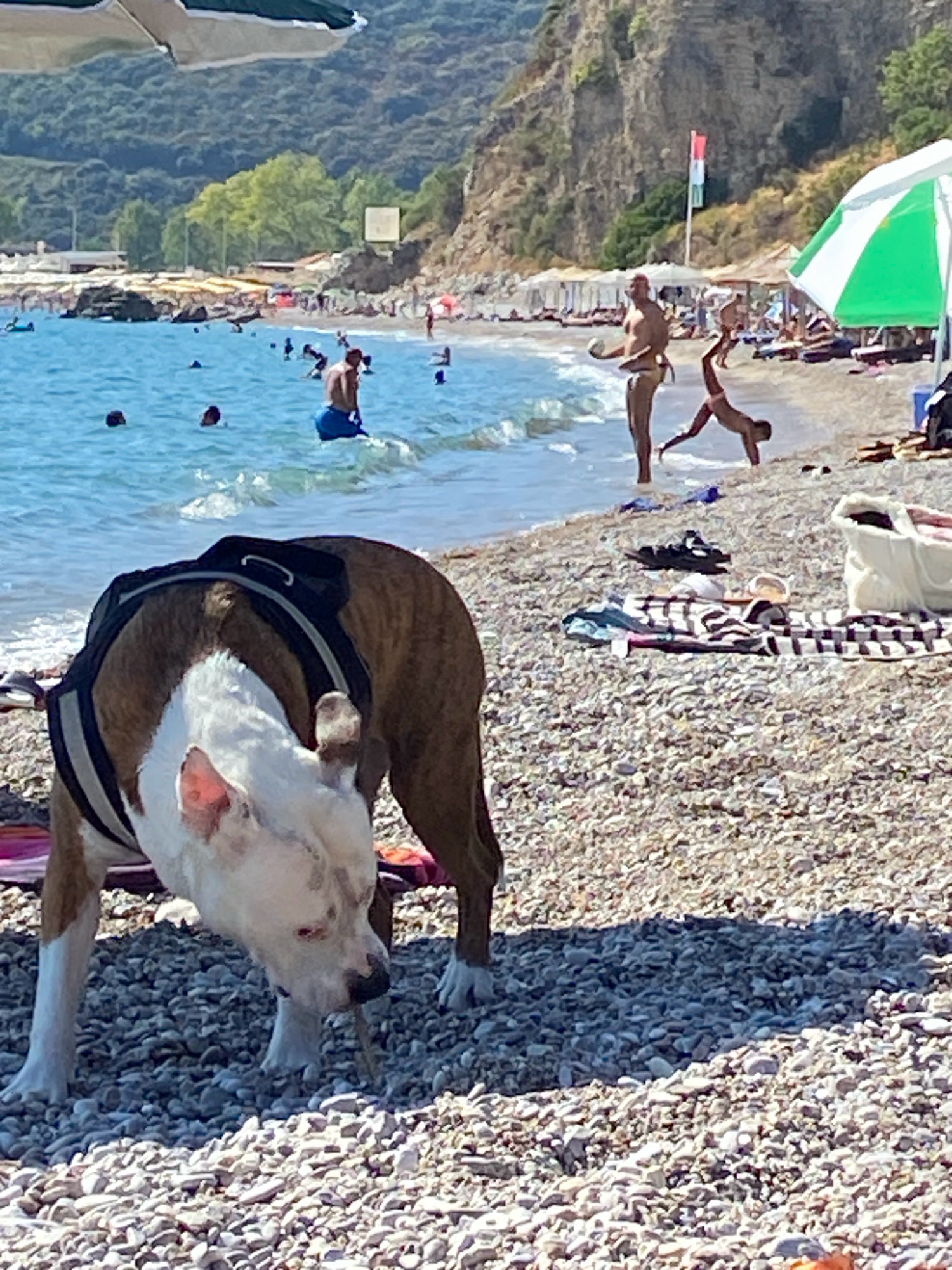 In Prijevor, Montenegro, on a sunny day at the beach, a brown and white dog wearing a harness is in the foreground, facing towards the right and sniffing a stick on the pebbled shore. In the background, the turquoise water of the Adriatic Sea is visible with several people swimming or wading. Further back, a beach with rows of umbrellas and loungers is visible, with a hilly, green landscape rising behind it. A few people are standing near the water's edge, including a man holding a ball and a child doing a handstand. A large green and white umbrella is visible on the right side of the frame.
