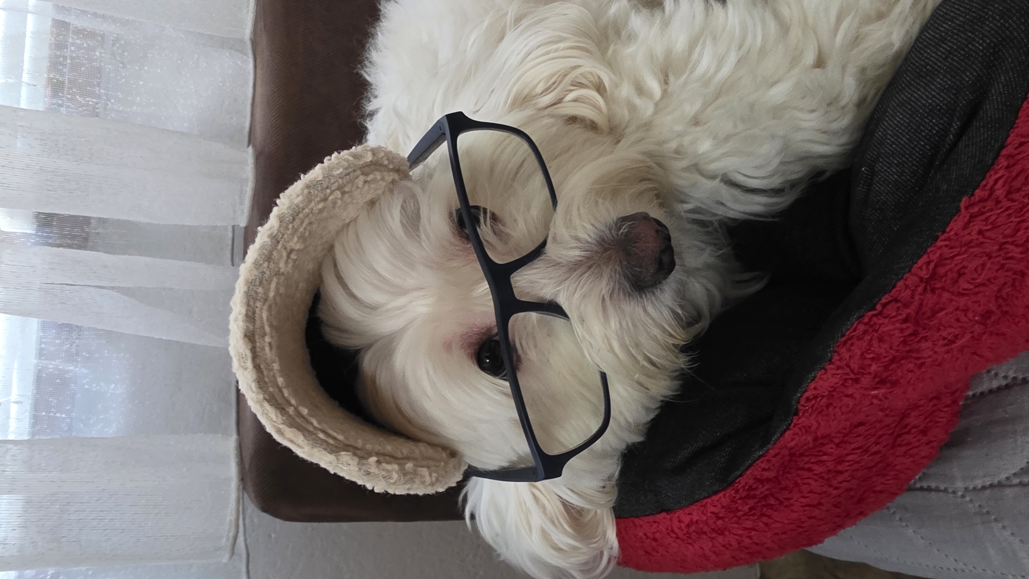The image presents a close-up, top-down view of a small, fluffy white dog resting indoors. The dog, likely a Maltese or similar breed with long, shaggy white fur, is lying on its back or side, with its head turned towards the viewer. A pair of black-framed eyeglasses is comically perched on its snout, covering its eyes and adding a touch of personality to the scene. Its dark eyes are visible beneath the glasses, and its small, dark pinkish-brown nose is prominent at the top center of its face.
The dog is nestled within a pet bed that features a vibrant red, soft, and fluffy inner lining, bordered by a dark grey or black fabric. Around the dog's head, there's a U-shaped support or pillow made of a textured, light beige, fluffy material.
In the background, to the left of the dog, a window is visible, covered by sheer white or off-white curtains, allowing gentle, diffused natural light into the room. The curtains appear slightly gathered or textured. A dark brown surface, possibly an armchair or a sofa, is partially visible behind the pet bed, adjacent to the window.
The scene captures a moment of quiet repose or playful posing. The bright, soft illumination suggests it is daytime. There is no discernible activity beyond the dog resting comfortably. No text is visible in the image. The setting is an indoor residential environment, located in Blagoevgrad, Bulgaria. The dog's expression, though partially obscured by the glasses, contributes to an overall impression of calm and endearment.