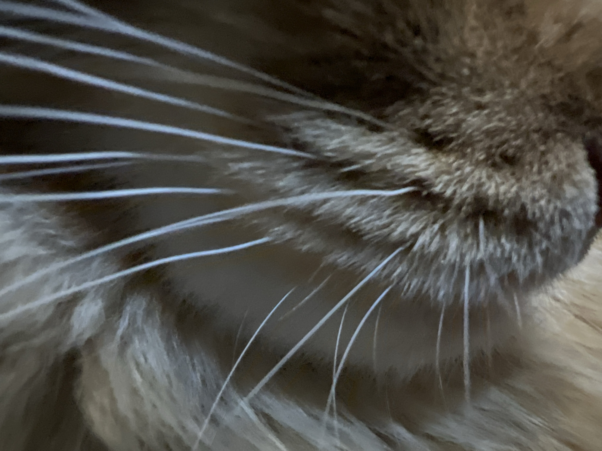 This is a macro photograph of a cat's whiskers. The image is a close-up of the animal's face, focusing on the fine, white hairs that extend from its muzzle. The fur of the cat appears to be a mix of brown and orange tones, with a soft, textured appearance. The background is out of focus, emphasizing the detail of the whiskers. There is no indication of the city of Markova, Russia, or any urban environment within the image.