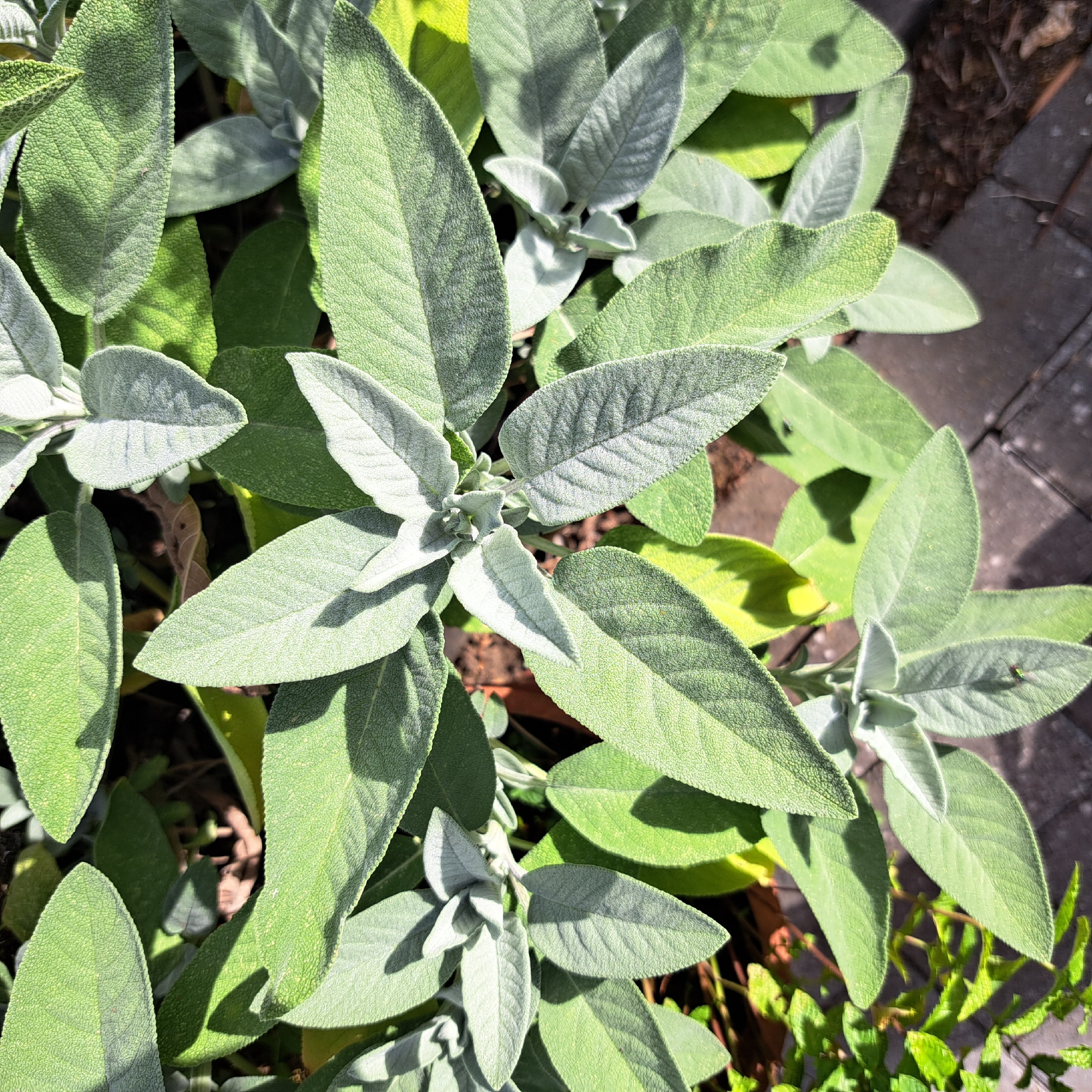A close-up, top-down view shows the textured, fuzzy surface of multiple sage leaves. The leaves are a muted green with some appearing lighter due to sunlight reflecting off their fuzzy texture. The sunlight casts shadows across the leaves, highlighting their veined structure. The background is a mix of dark soil and hints of brickwork, suggesting an outdoor garden setting. No people or animals are visible.