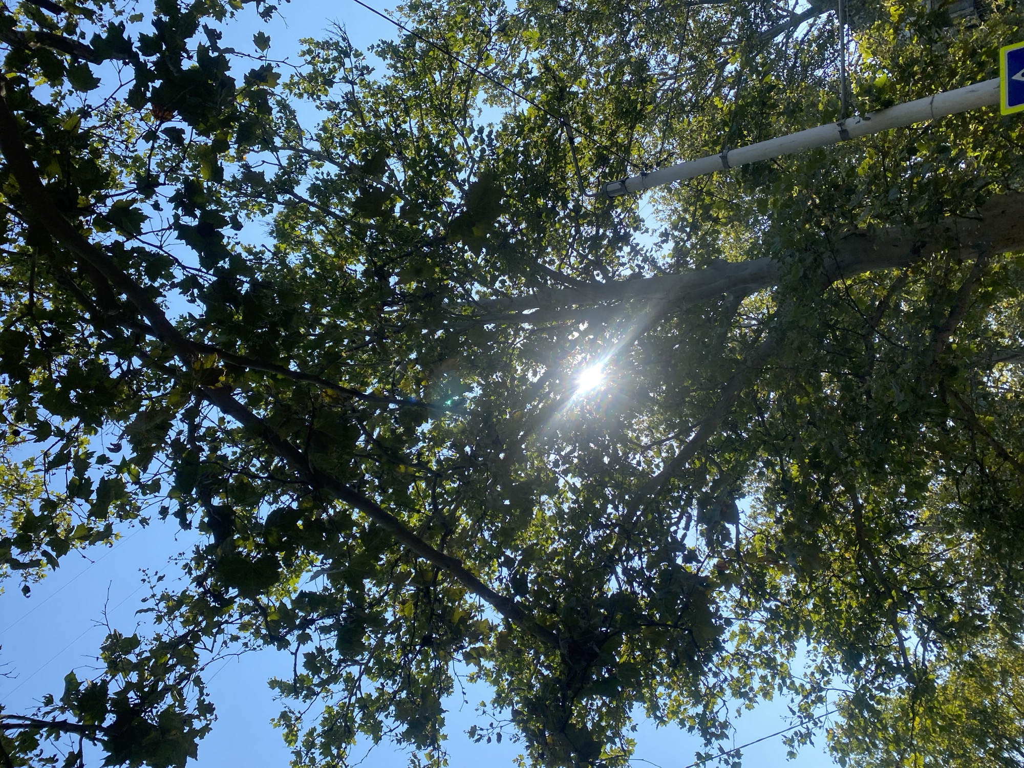 The image captures a low-angle view looking upwards through the dense green foliage of large trees, with the clear blue sky as the backdrop. Sunlight streams through the leaves, creating a lens flare effect in the center of the frame. A thick, grey utility pole is visible on the right side of the image, with dark horizontal bands indicating attachments or supports. The branches of the trees are dark and textured, with numerous green leaves. In the lower right corner, a portion of a yellow diamond-shaped sign with a blue symbol is partially visible. This scene is located in the city of Chornomorsk, Ukraine.
