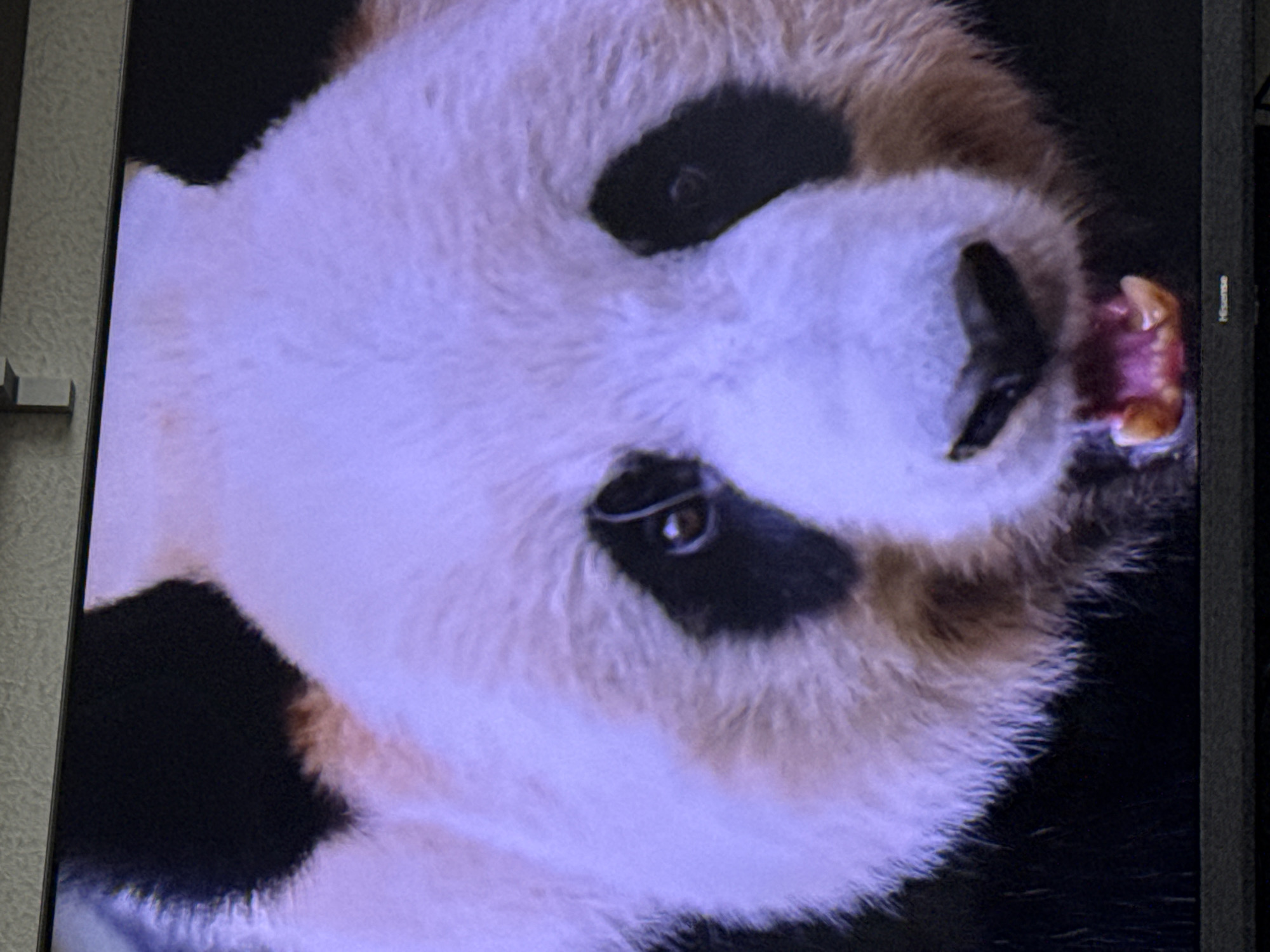 The image is a close-up photograph of a giant panda's face, displayed on a screen. The panda's fur is predominantly white with black markings around its eyes and on its ears, although the white fur has a purple cast due to the lighting or display settings. The panda's mouth is open, revealing its teeth and pink tongue, suggesting an action like yawning or vocalizing. The background is dark. The bottom edge of the screen displays the "Hisense" logo, indicating the device on which the image is being viewed. There is no indication of the location in Moscow, Russia.