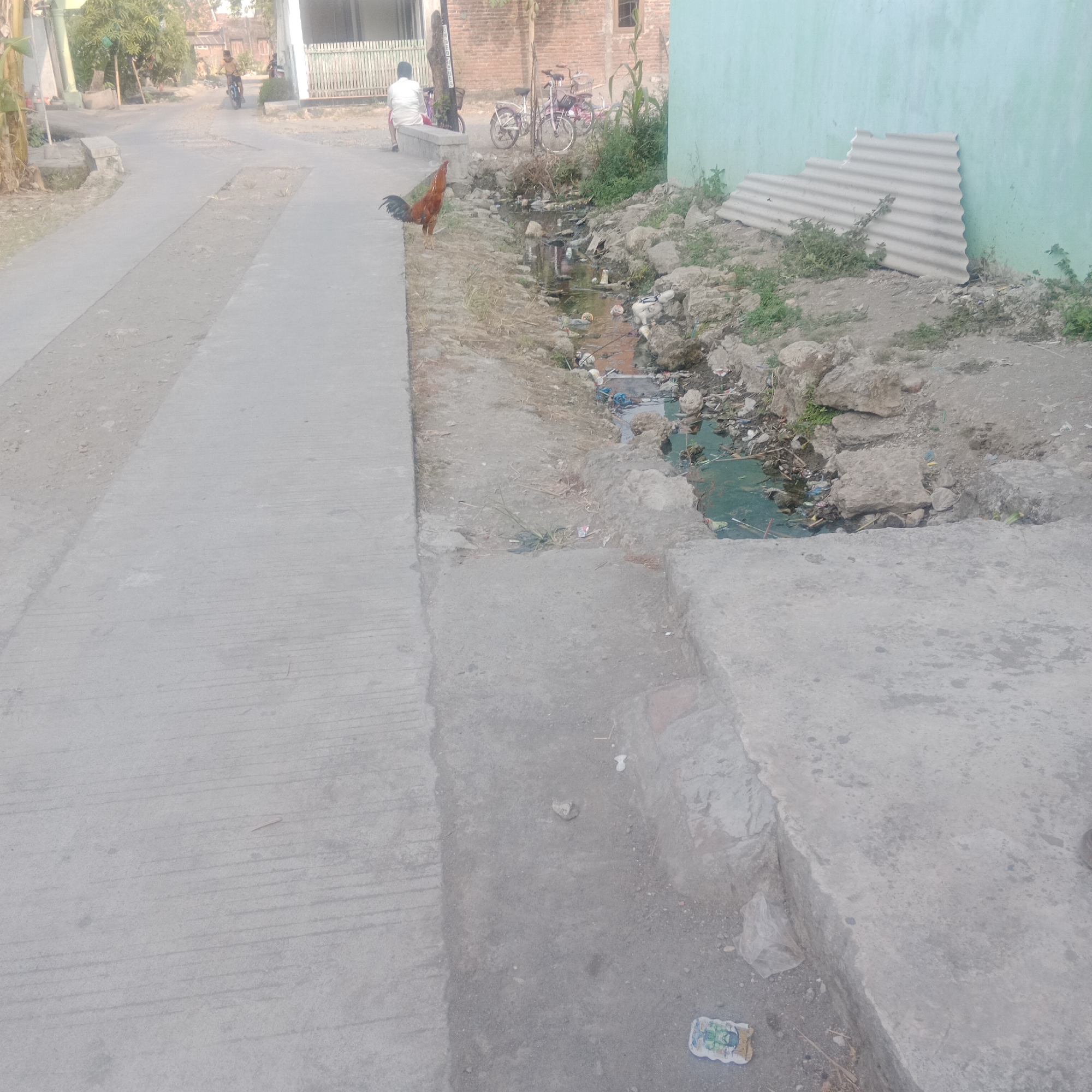 The image depicts a scene in Tegowanu Kulon, Indonesia, focusing on a roadside drainage ditch. A concrete sidewalk runs along the left side of the frame, with a rooster standing on it. The ditch, situated to the right of the sidewalk, is filled with murky green water and debris, including plastic waste and organic matter. The surrounding area is rough, with rocks and sparse vegetation. In the background, a light green wall borders the ditch, with a piece of corrugated metal leaning against it. Further in the background, there are several bicycles parked and a person sitting on a low wall. The road leading away from the ditch appears to be paved, with some buildings and trees visible along its sides.