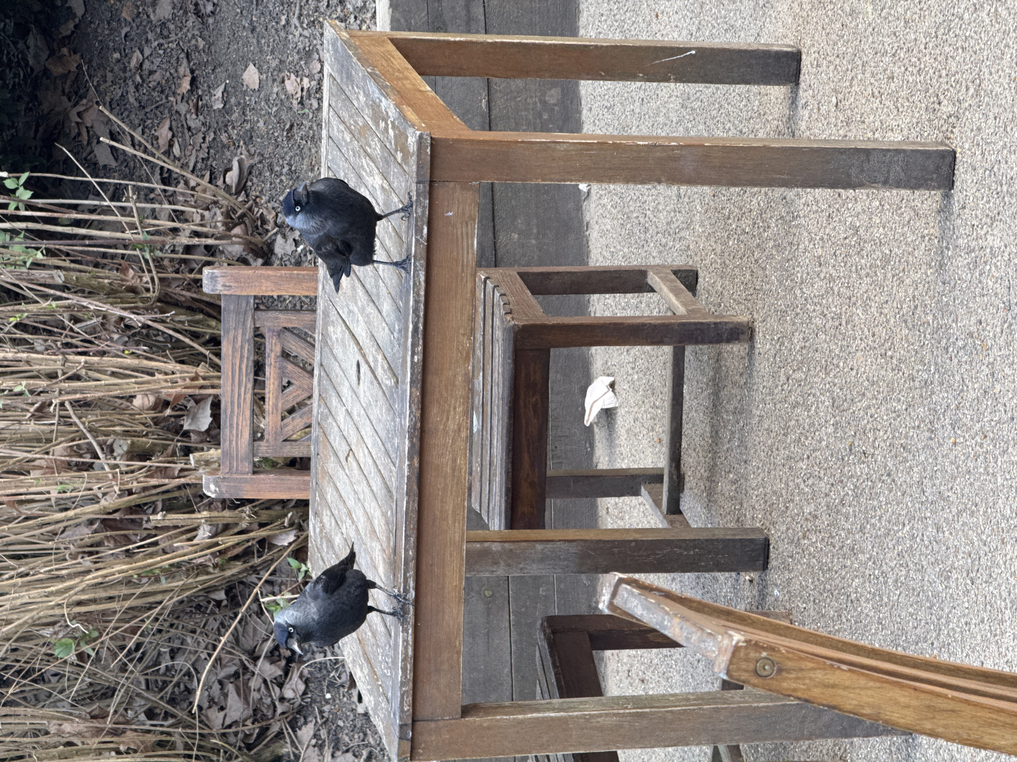 The image depicts an outdoor scene, likely in a garden or park setting. A weathered, wooden table and chairs are prominently featured, resting on a light grey concrete surface. Two black birds, possibly crows or jackdaws, are perched on the edge of the table, appearing to look at the camera. The background includes some brown, dry vegetation. A discarded tissue is also visible under a chair. The location is likely in London, United Kingdom, as the species of birds often appear in the city.