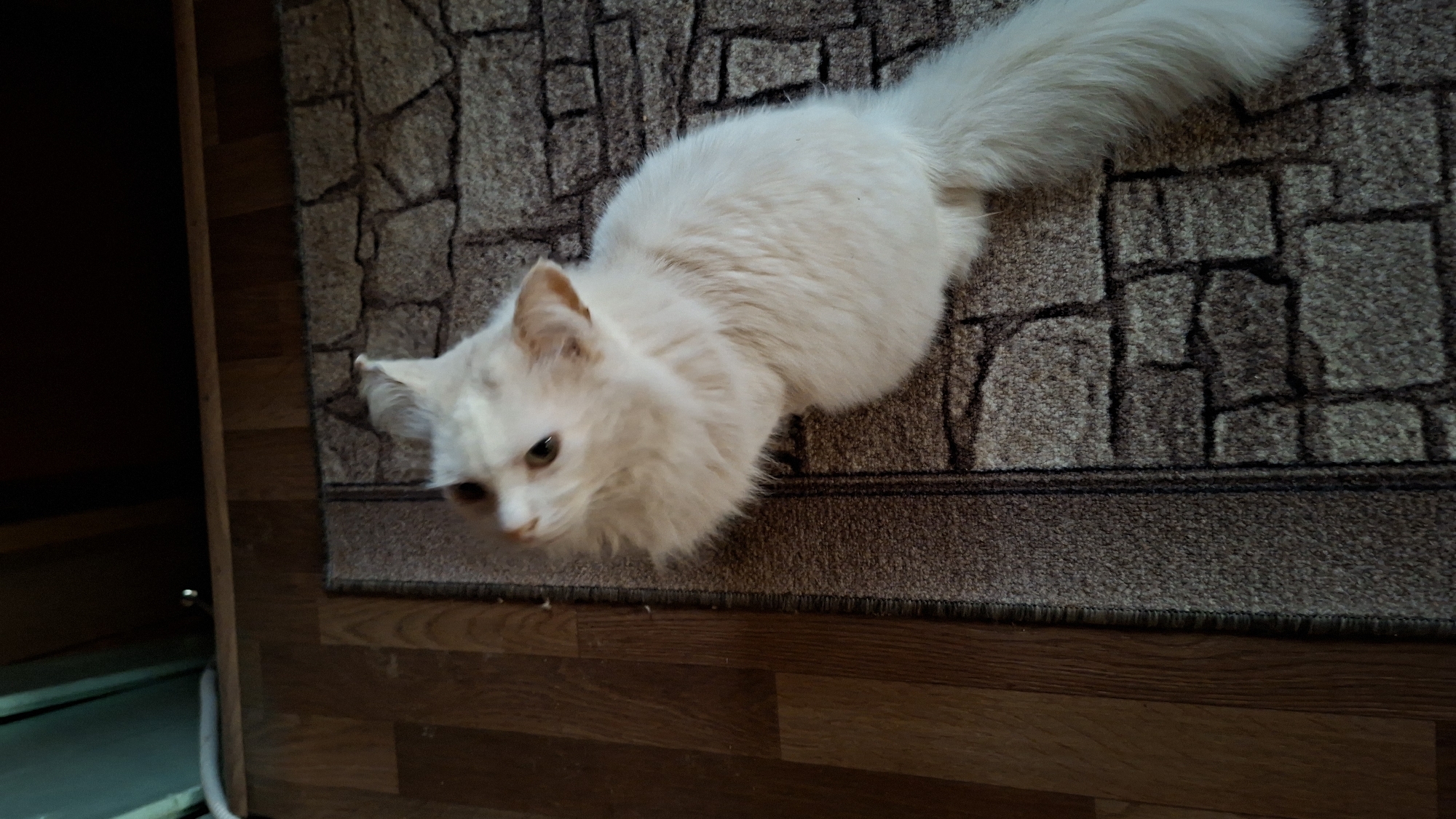 A medium-shot image taken from a high angle shows a white cat lying on a brown rug. The rug features a pattern of simulated cobblestones. The rug is positioned on a wooden floor. The cat is looking down and to the left. In the lower left of the frame is a wooden cabinet or wall. The location is possibly Большой Букор, Russia.