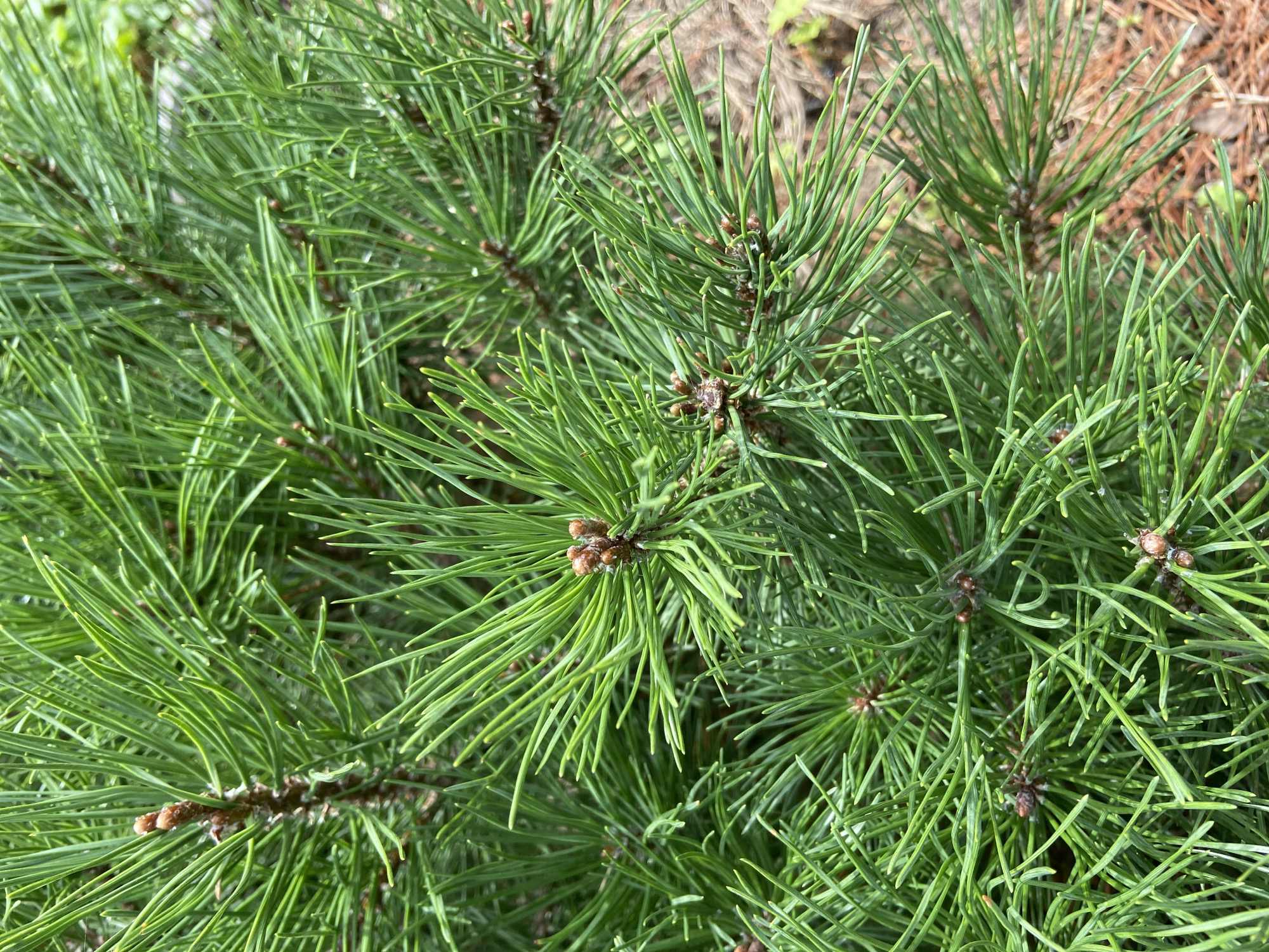 A close-up, top-down view of lush green pine needles and young pine cones. The pine needles are long and slender, clustered together densely on brown branches. Small, reddish-brown pine cones are visible at the tips of some branches, some appearing to be in early development. The background is blurred but suggests a natural outdoor setting with hints of brown pine needles and dry earth on the ground. The image appears to be taken in the city of Зимородок Днп, Russia.