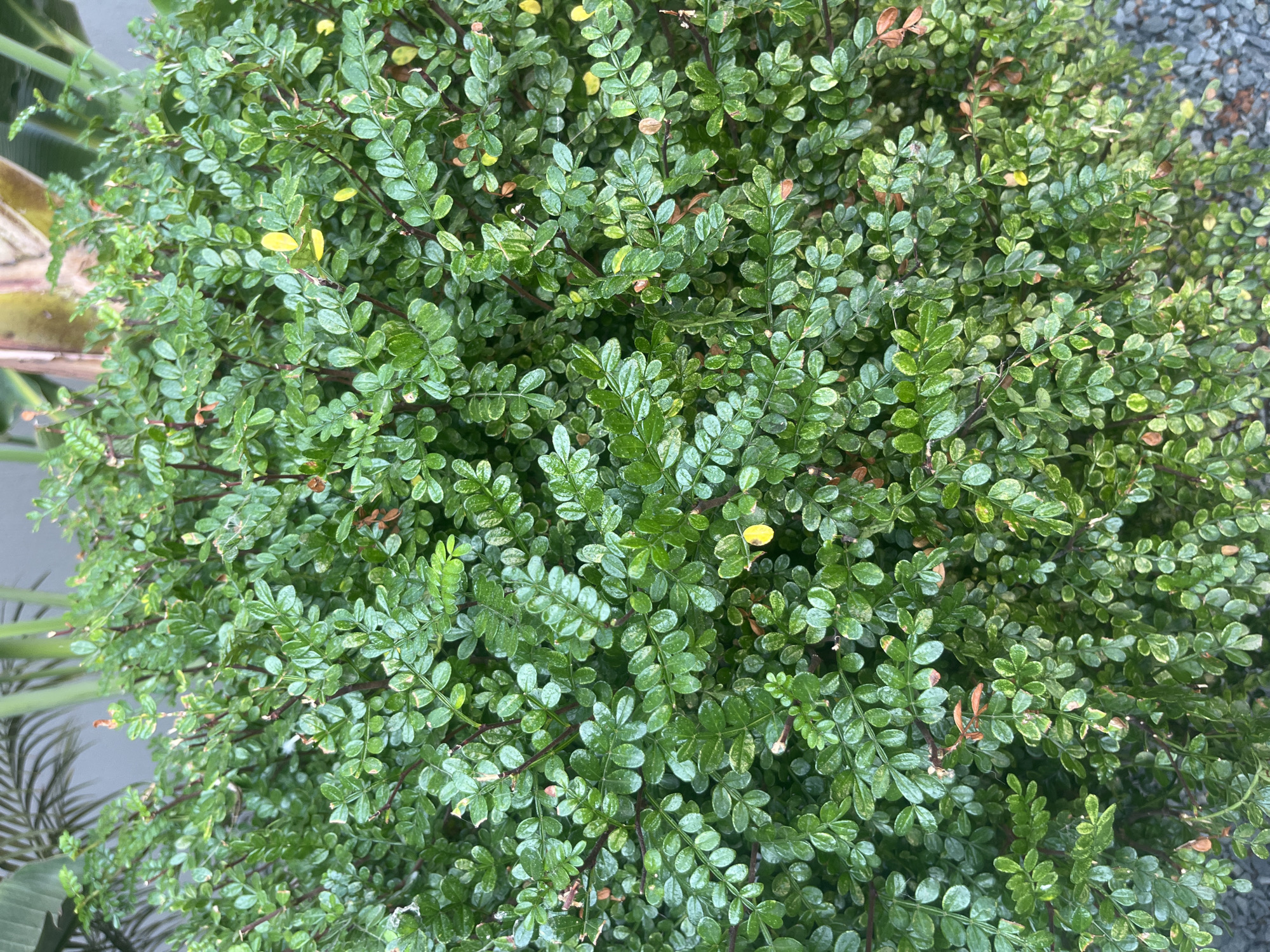 The image shows a close-up view of a dense, green shrub with small, oval-shaped leaves. The leaves are a vibrant green with some lighter green and yellowish variegation, and a few reddish-brown, dried leaves are interspersed throughout the foliage. The shrub has thin, dark brown stems and branches that are visible beneath the leaves. The overall impression is of a well-maintained, healthy plant. The background is blurred, but suggests an outdoor environment with hints of palm fronds and what appears to be a textured surface, possibly gravel, at the bottom right. The lighting indicates it is daytime. There are no people or animals visible in the image. This shrub is located in Germasogeia Municipality, Cyprus.