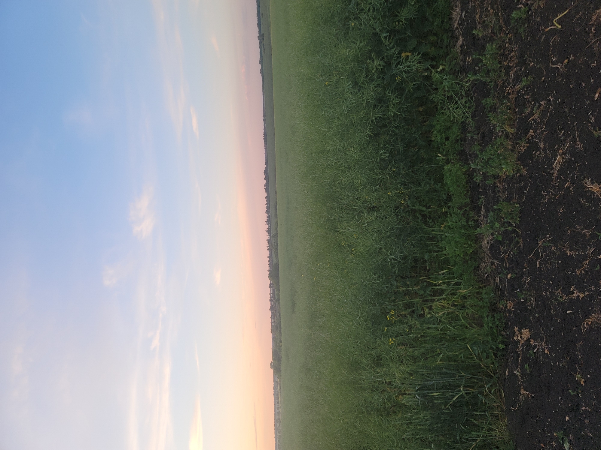 An outdoor, eye-level, full shot depicts a large field of green crops extending to the horizon under a pale pink and blue sky at dusk. The field occupies the majority of the frame, with a strip of dark soil and sparse vegetation in the foreground. The crops are dense and tall, with some yellow flowers visible amongst the green stalks. In the distance, a line of trees and a faint hint of buildings are visible, suggesting a rural or semi-rural setting. The sky transitions from a soft pink near the horizon to a pale blue at the top, with wispy white clouds scattered across it. The lighting suggests either sunrise or sunset, with soft, diffused light illuminating the scene.