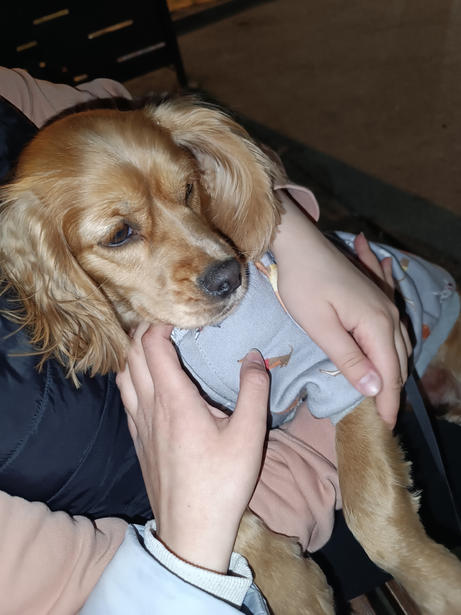 A golden-brown dog, likely a Cocker Spaniel, is depicted in a close-up, being held and gently petted by a person. The dog has long, wavy fur and expressive, dark eyes that gaze softly to the side, with a moist black nose. It is wearing a light grey shirt patterned with small, reddish-brown and white designs, one of which distinctively resembles a dachshund.
The hands of the person are visible, one stroking the dog's chin and neck, and the other cradling its body around the chest area. The person appears to be wearing a black puffy jacket over a light peach or pink long-sleeved shirt. A black strap, possibly a leash or bag strap, is visible near the dog's front right leg.
The background is dark and out of focus, showing vague shapes that suggest furniture or a dark interior setting, possibly at night or indoors. The scene conveys a moment of calm companionship and affection between the human and the dog. No discernible text is visible in the image. The location context is Pleven, Bulgaria.