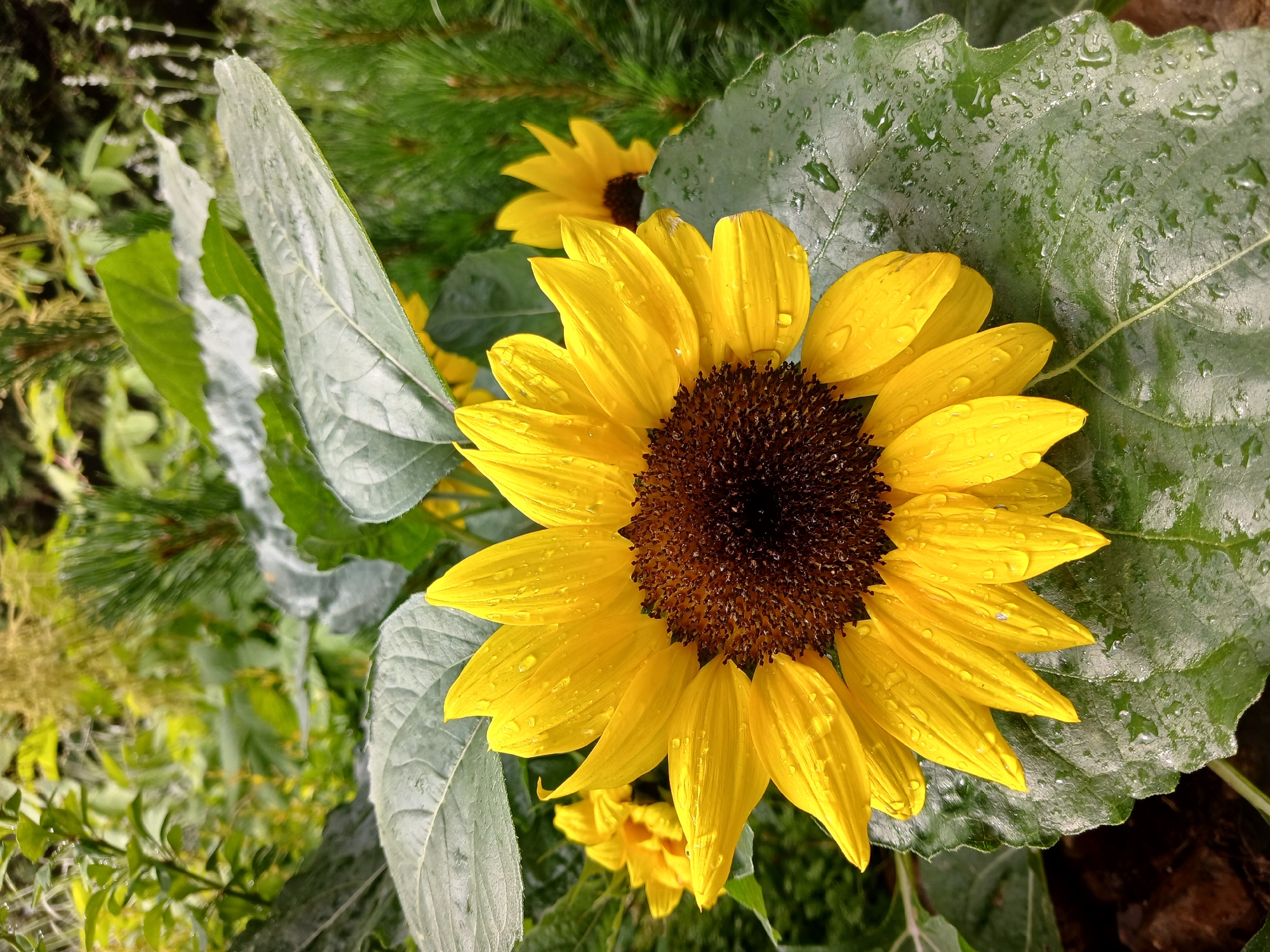 A close-up shot captures a vibrant yellow sunflower in full bloom, its petals glistening with raindrops. The sunflower's center is a rich brown, dotted with numerous tiny seeds. It is surrounded by lush green foliage, including large, textured leaves that also show water droplets. In the background, a slightly blurred pine branch adds a contrasting texture and color to the scene. Another smaller sunflower can be seen further back, also appearing to be in bloom. The overall impression is one of a natural, outdoor setting, likely a garden or field, with evidence of recent rain, possibly in the morning or after a shower, given the freshness of the water on the petals and leaves. The focus is sharply on the main sunflower, highlighting its delicate details and the refreshing effect of the water. There is no visible text in the image. The location context is Aksin'ino, Russia.
