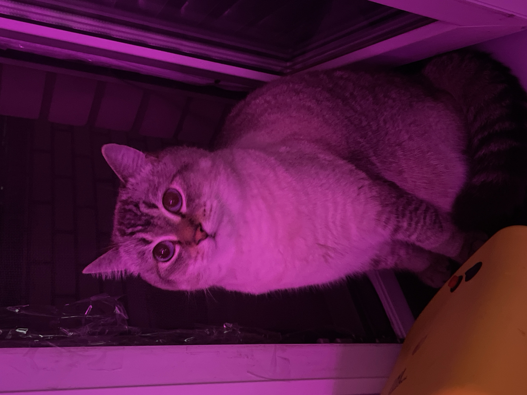 A domestic cat, possibly a lynx point tabby, is depicted in an indoor setting under vibrant magenta lighting in Votkinsk, Russia. The cat, with light fur and dark tabby markings on its face and tail, is positioned within what appears to be an enclosure or a shelf, its body angled diagonally across the frame. Its large, round eyes, with prominent pupils, stare directly at the viewer with an alert and curious expression. The cat's head is tilted slightly.
Below the cat's head, a dark, mesh-like surface is visible, along with some crumpled clear material, possibly plastic wrap. To the right, a portion of a yellow object with two dark, round markings (resembling eyes) is partially visible, which could be a toy or part of the cat's environment. The background is cast in deep purple and magenta hues, suggesting the presence of artificial lighting, such as a grow light or mood lighting. The overall scene is dark except for the brightly lit cat and surfaces under the purple light. There is no visible text in the image.