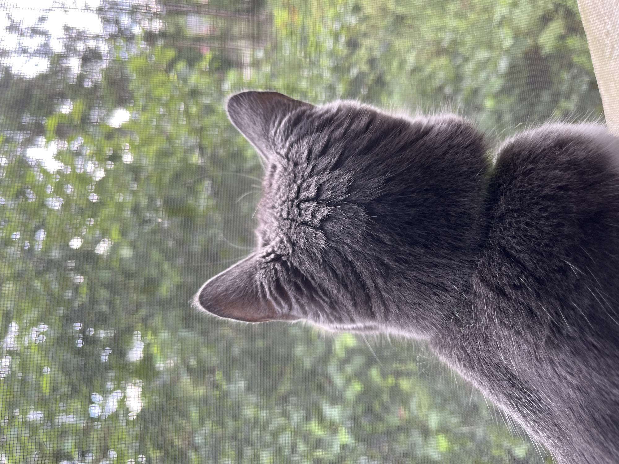 A close-up, rear-view shot shows the back of a grey cat's head and upper body. The cat is looking out through a window with a screen. The background, visible through the screen, is blurred green foliage, suggesting an outdoor environment. The scene appears to be in a residential setting, possibly a house with a garden. The lighting is natural daylight. There are no people visible in the image. The cat is the sole subject. The image does not provide any specific landmarks or indicators to determine the precise location within Ureki, Georgia.