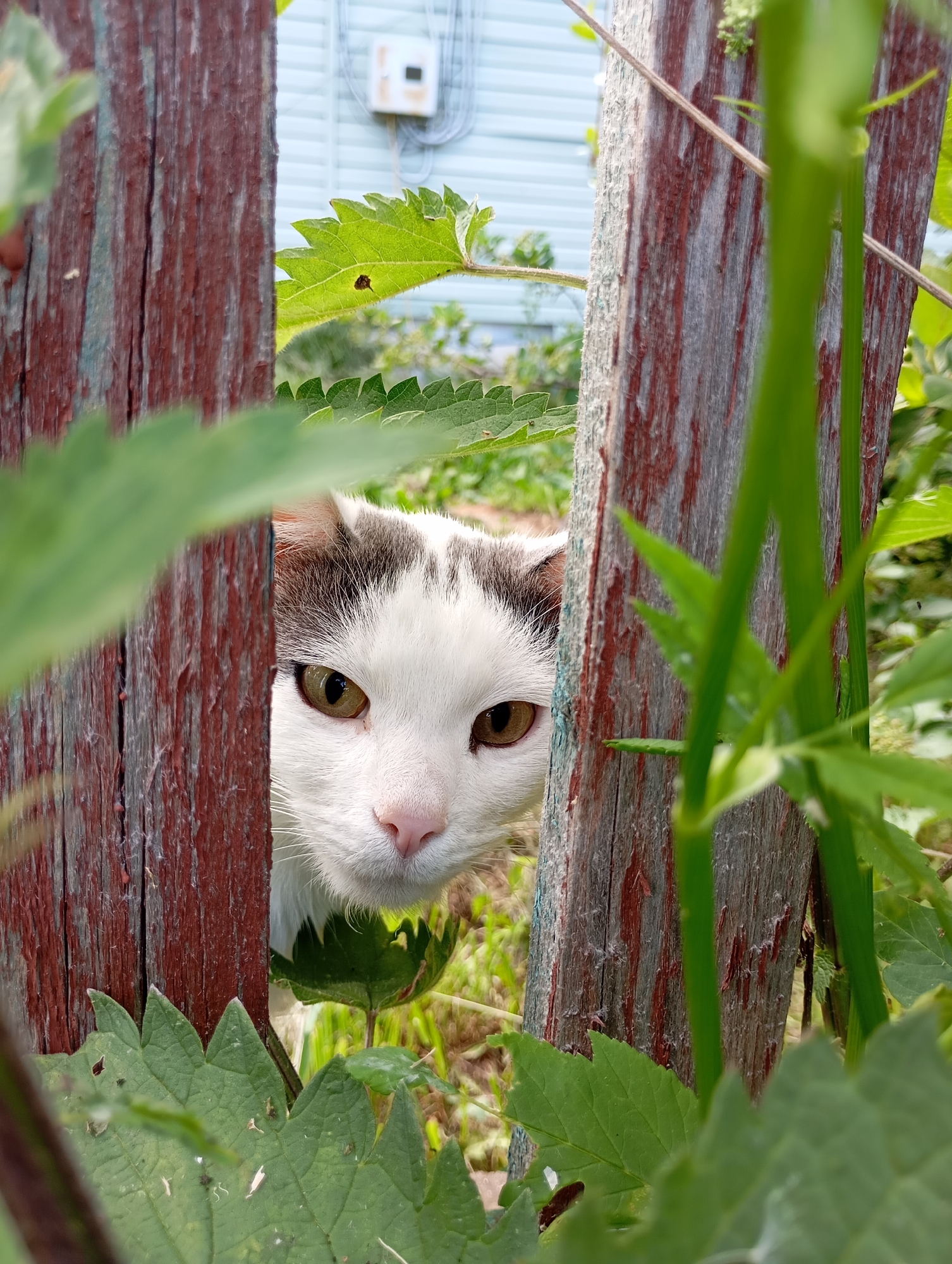 The image shows a white cat with grey markings peeking through a gap in a weathered wooden fence. The cat's head and shoulders are visible, with bright yellow eyes looking directly at the camera. The fence posts are rough and stained with what appears to be red paint. Green foliage, likely from nettles or a similar plant, is in the foreground and background, partially obscuring the view. In the background, a light blue building with some electrical conduits and a white box is visible, suggesting a residential or utility area. The overall scene appears to be in a rural or semi-rural setting, possibly a backyard or garden. The image does not provide any information about the city of Foky, Russia.