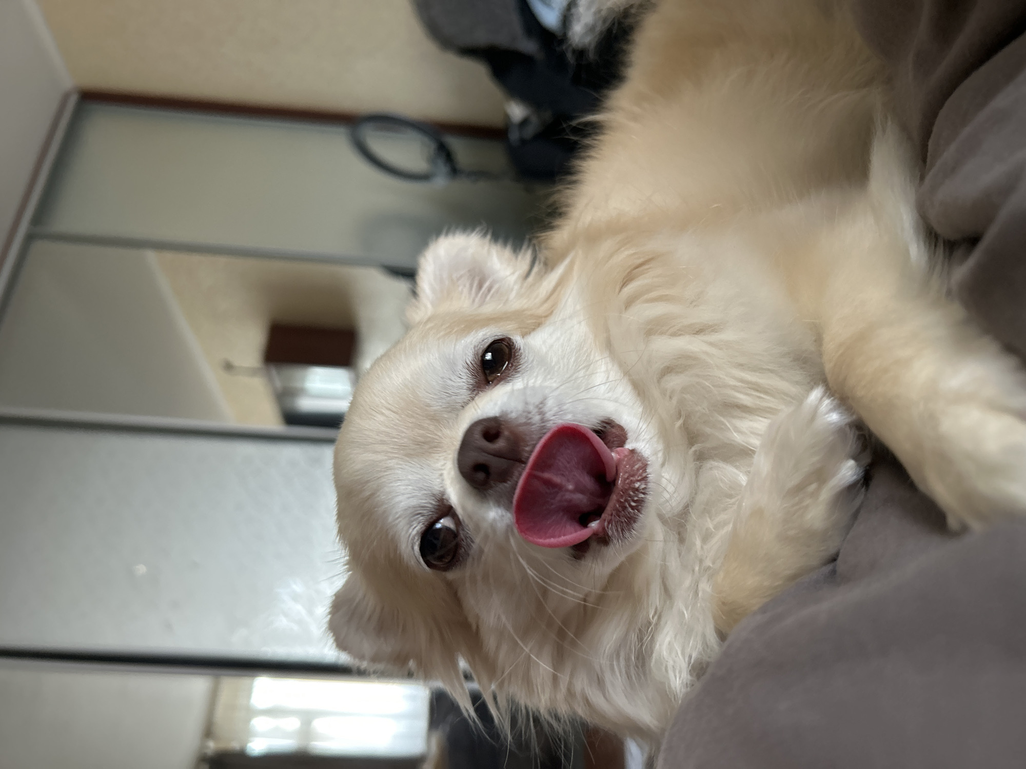 In this media file, a long-haired, cream-colored chihuahua is the main subject. The dog is lying down, with its head tilted towards the camera and its tongue extended out, licking its nose. Its eyes are dark and appear to be looking directly at the viewer. The dog's fur is fluffy, and its ears are perked up.
The background is somewhat blurred, suggesting a shallow depth of field. Hints of a room are visible, including what appears to be a closet with sliding doors and a reflective surface, possibly a mirror. Some clothing items are draped in the background. The overall lighting suggests an indoor setting, possibly during the daytime given the ambient light.
The scene conveys a sense of affection and playfulness, stemming from the dog's expression and gesture. The location context provided is Moskovskiy, Russia, but there are no specific visual cues in the image to confirm this. No text is visible in the media file.