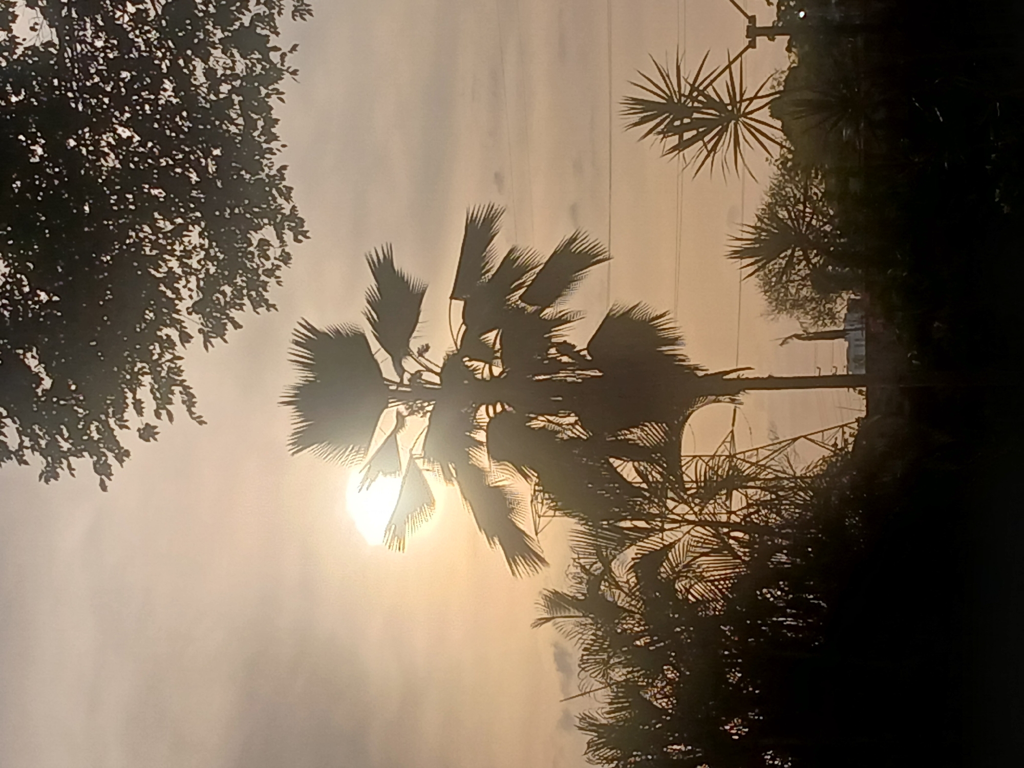 The image depicts a silhouette of a tree against a bright, hazy sky, possibly at sunrise or sunset. A palm tree with large, fan-shaped leaves is centrally positioned, with the sun appearing to shine through its foliage. Other trees and plants with varied leaf shapes are present in the foreground and background. Power lines are visible in the upper portion of the image, running horizontally. The presence of power lines and the diverse vegetation suggest the photo may have been taken in the city of Ciudad Guayana, Venezuela.