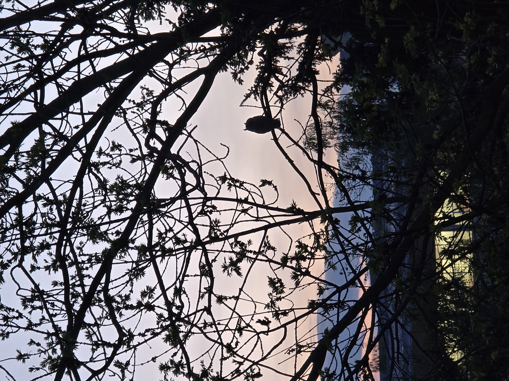 The image displays a silhouette of tree branches against a soft, gradient sky, suggesting either dawn or dusk. The sky transitions from light blue to delicate pink and orange hues, indicating the sun is either rising or setting. The intricate network of tree branches, some still bare and others adorned with small, new leaves, frames the view, suggesting spring or early summer.
A single bird is perched prominently on a branch in the upper-middle section of the image. Its dark silhouette, with a compact body and rounded head, resembles an owl, positioned against the brighter sky.
Through the branches on the right side of the frame, parts of a multi-story building are visible. Several windows within this building are illuminated with a warm, yellowish light, contrasting with the diminishing natural light and the dark silhouettes of the surrounding foliage. This architectural detail indicates an urban or suburban setting.
No people or specific activities are discernible, creating a quiet and serene atmosphere. The overall impression is one of peaceful observation, capturing a moment of nature within a city context, likely in Sofia, Bulgaria. There is no visible text in the image.