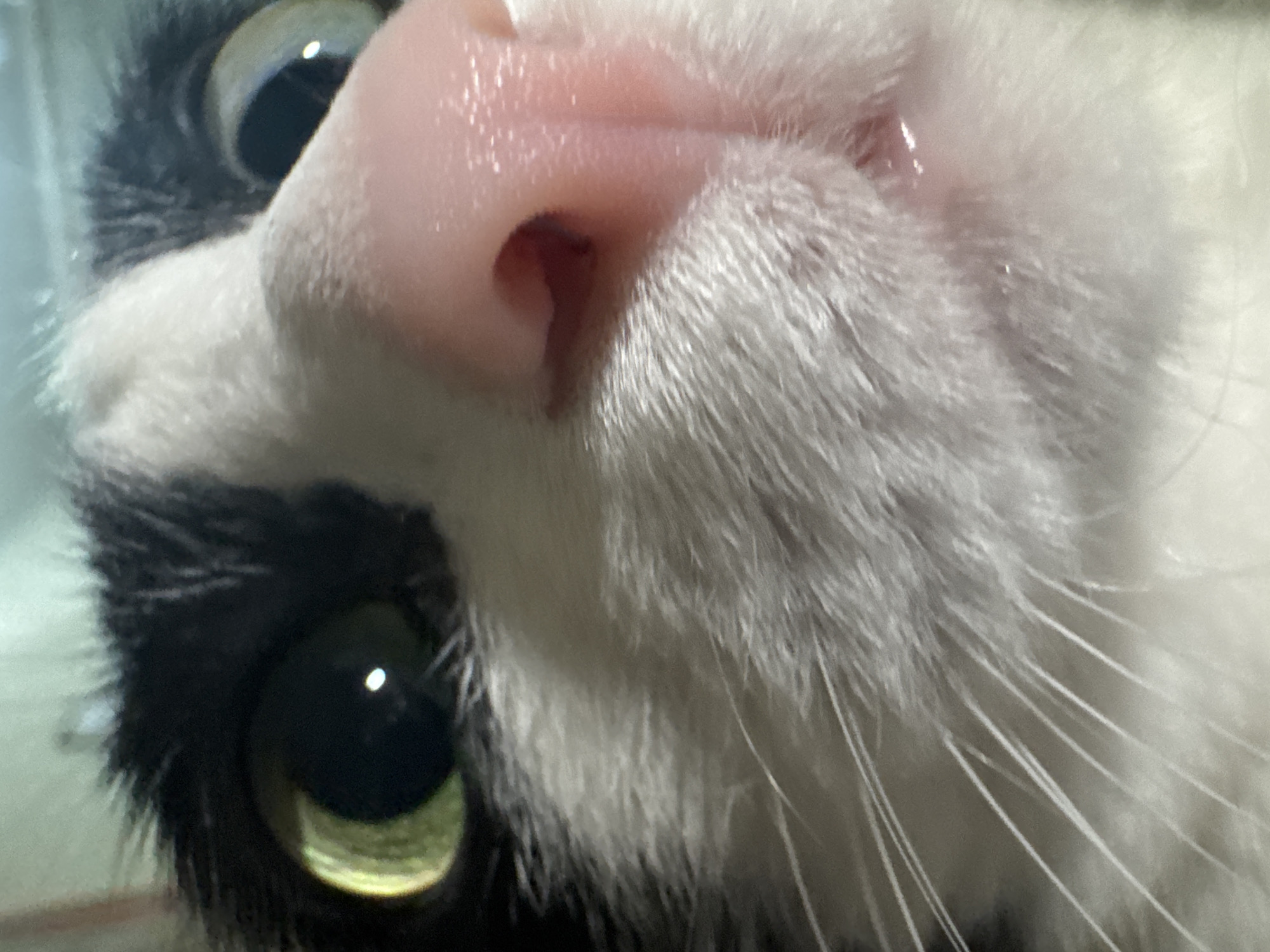 A close-up image depicts a black and white cat. The cat's face is positioned at an unusual angle, with the pink nose prominently in the foreground. Two large, luminous green eyes are visible. The cat's fur is mostly white around the nose and mouth area, transitioning to black on the left side of the frame. The whiskers are long and white. There is no information to suggest that this image was taken in the city of Chaikovsky, Russia.