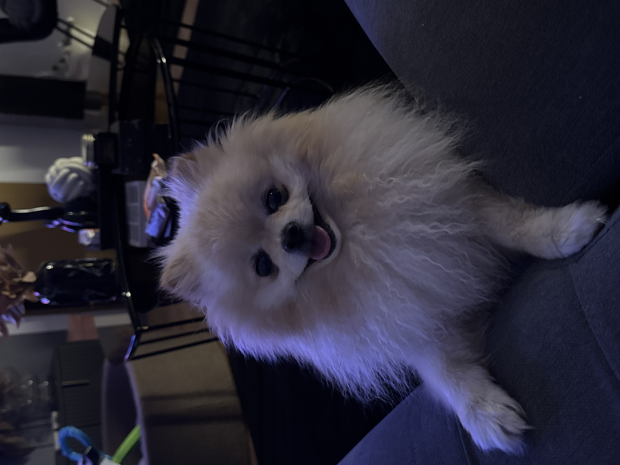 A light-colored, fluffy dog, possibly a Pomeranian, rests on a dark gray surface, likely a sofa. The dog is lying down, with its paws extending towards the right side of the frame. Its head is tilted, showing its face with a black nose and tongue slightly visible. The background is dark and out of focus, but appears to include furniture, possibly a table and chairs. Given the limited information and lack of recognizable landmarks, definitively stating the location as Bietigheim-Bissingen, Germany is not possible based on the visual content alone. However, the scene is consistent with a domestic indoor environment.